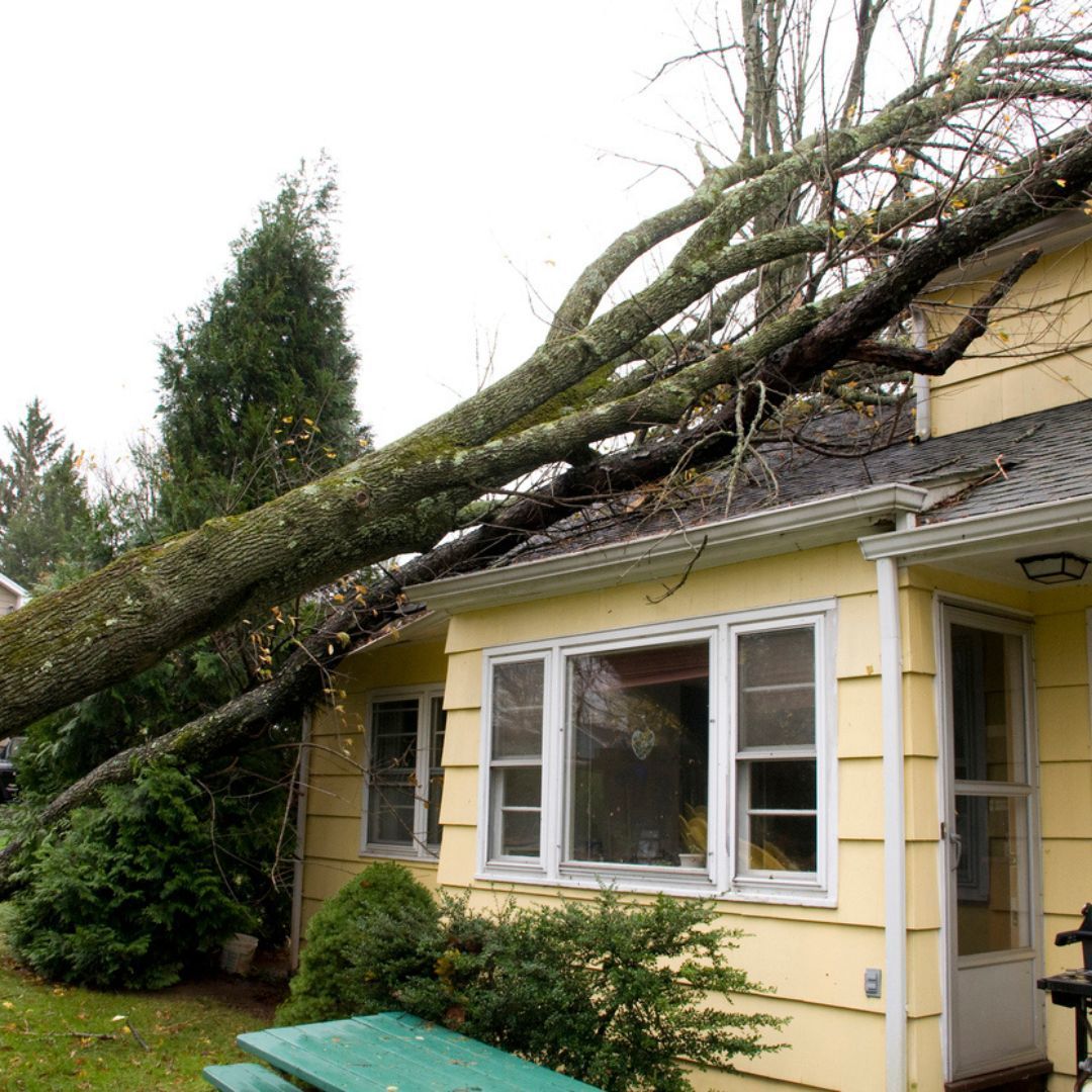 A tree has fallen on the roof of a house