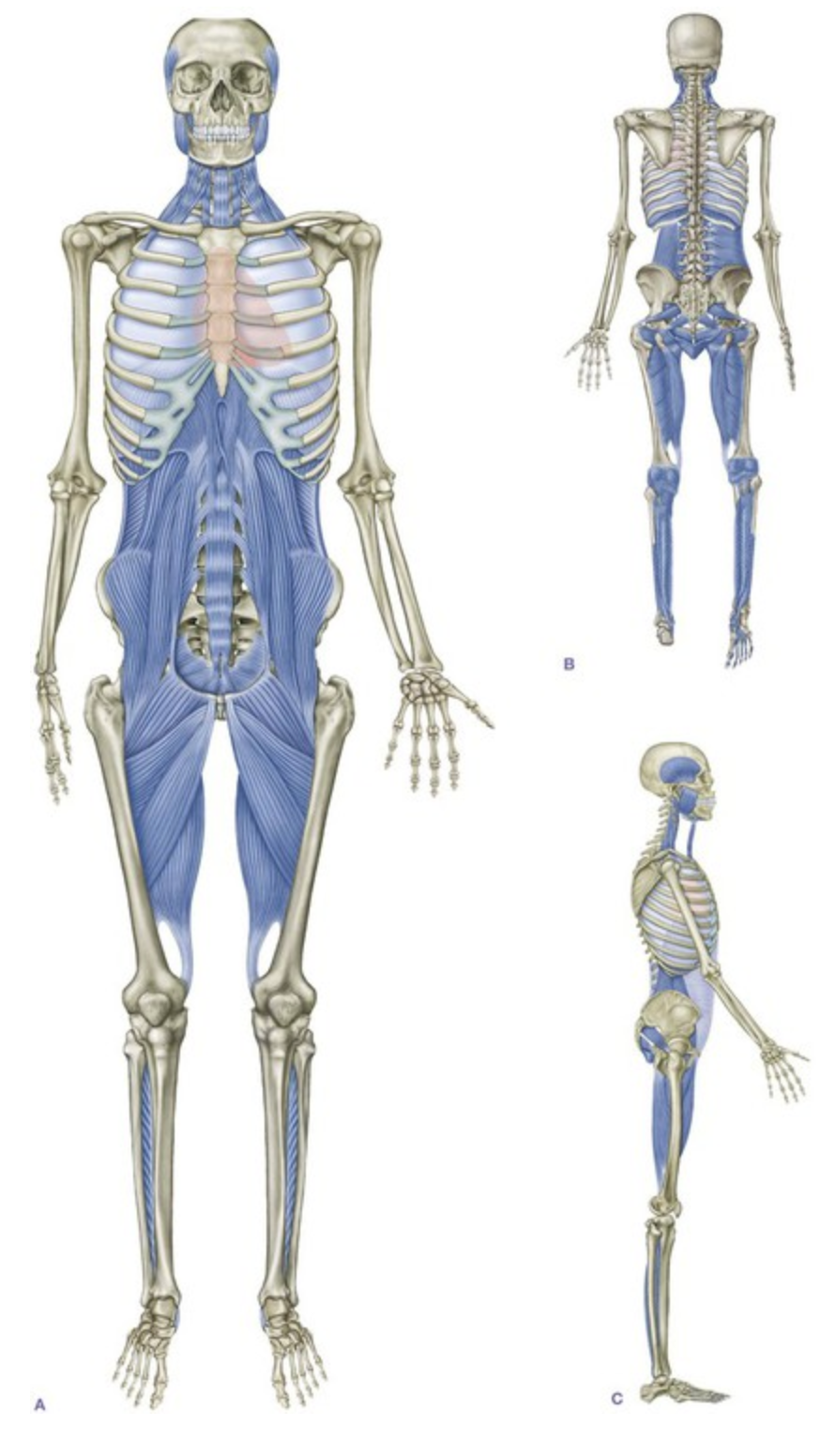 Verloop nervus genitofemoralis, ilioinguinalis en hypogastricus langs de psoas en het ligamentum inguinale