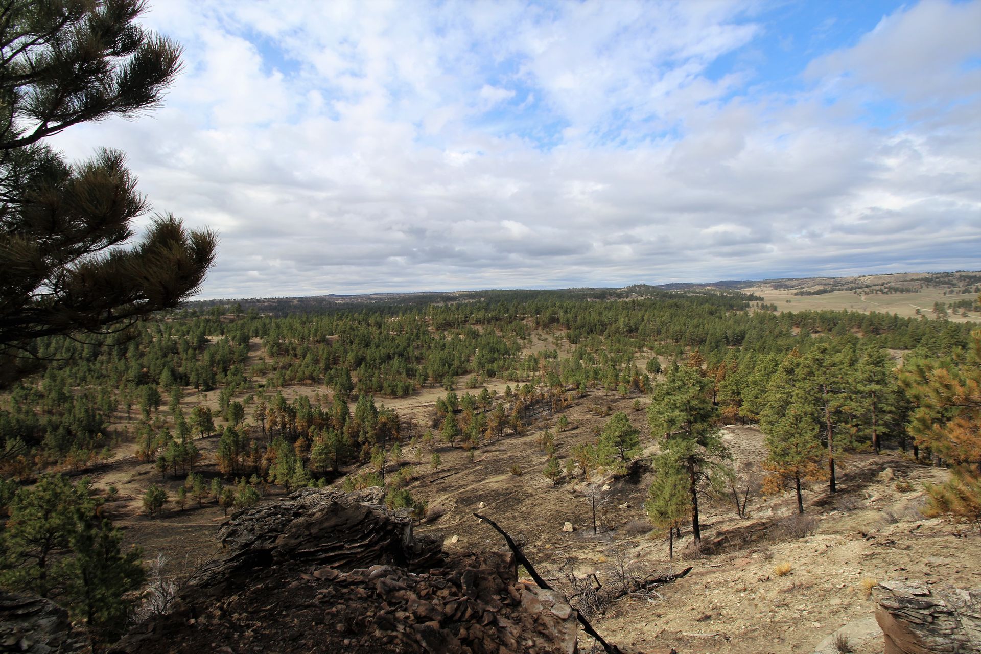 Wildland fire investigation