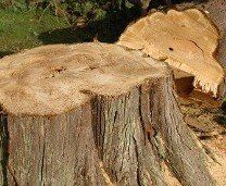 Tree Stump - Tree Trimming