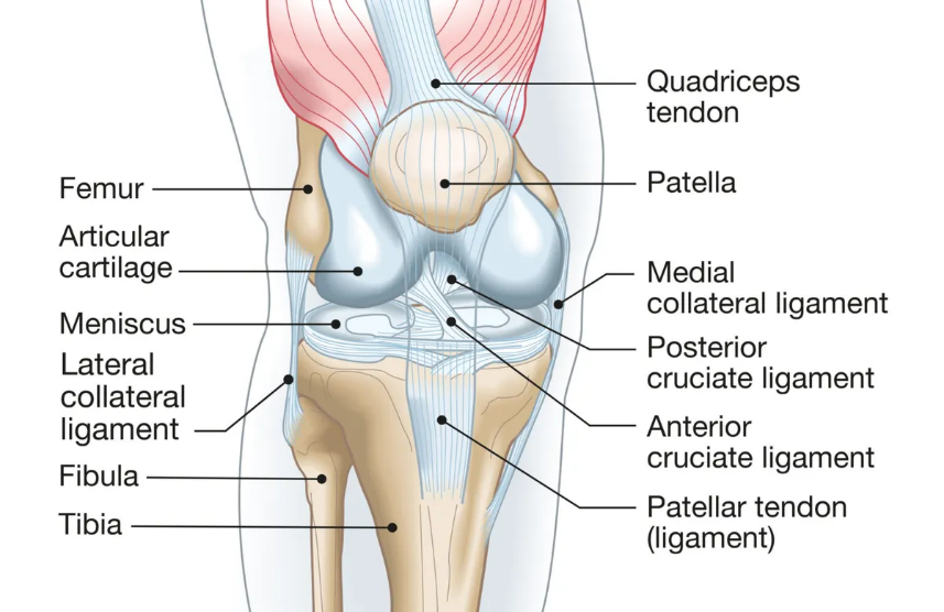 knee-scope-surgery-surgeon-researcher