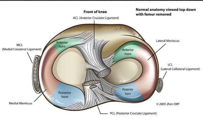 ACL Reconstruction anatomy