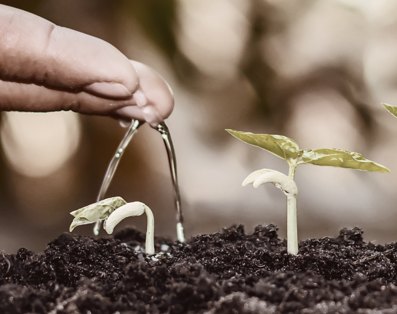 Nurturing business growth through web development, like watering seedlings