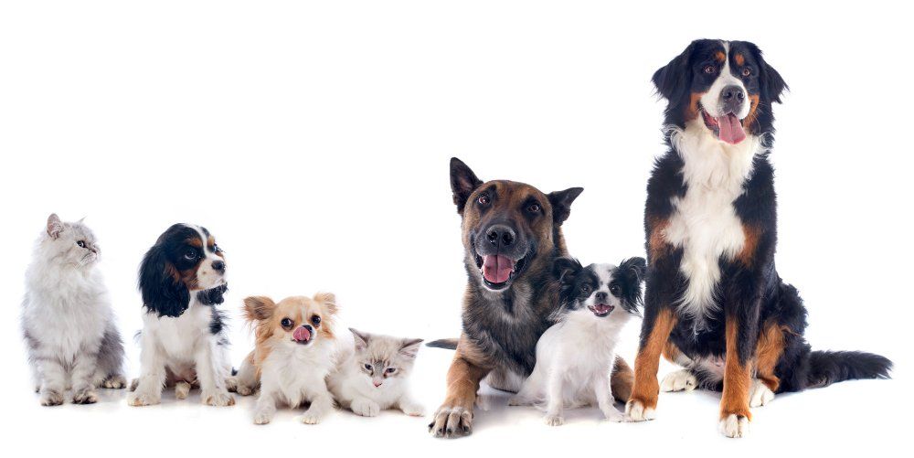 Raças de cães e gatos com maior predisposição a ter doenças de pele