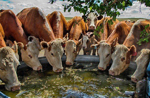 Cattle drinking water