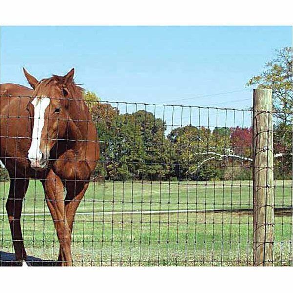 Image of horse behind 