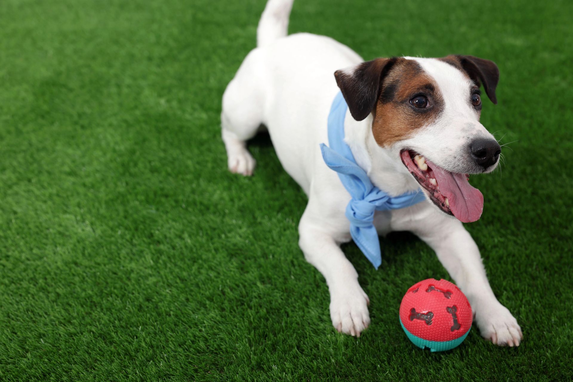 A Jack Russell terrier with a blue bandana sits on green grass, panting happily beside a red toy ball.
