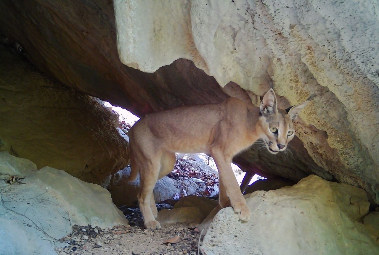Arabian Lynx in a cave in Dhofar, Oman