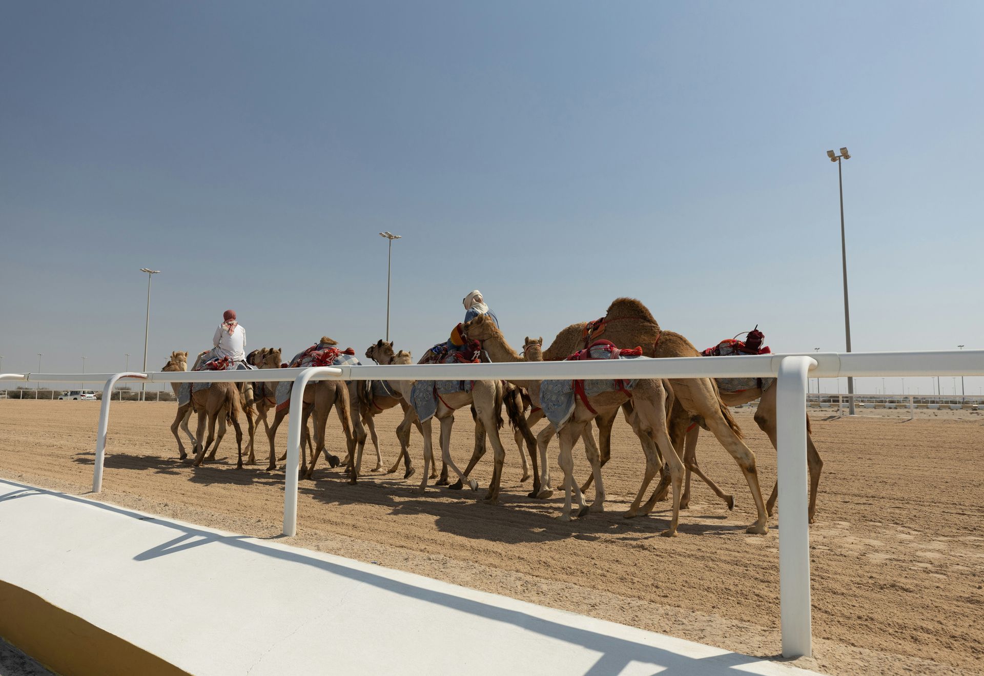 Camel Race Season Oman