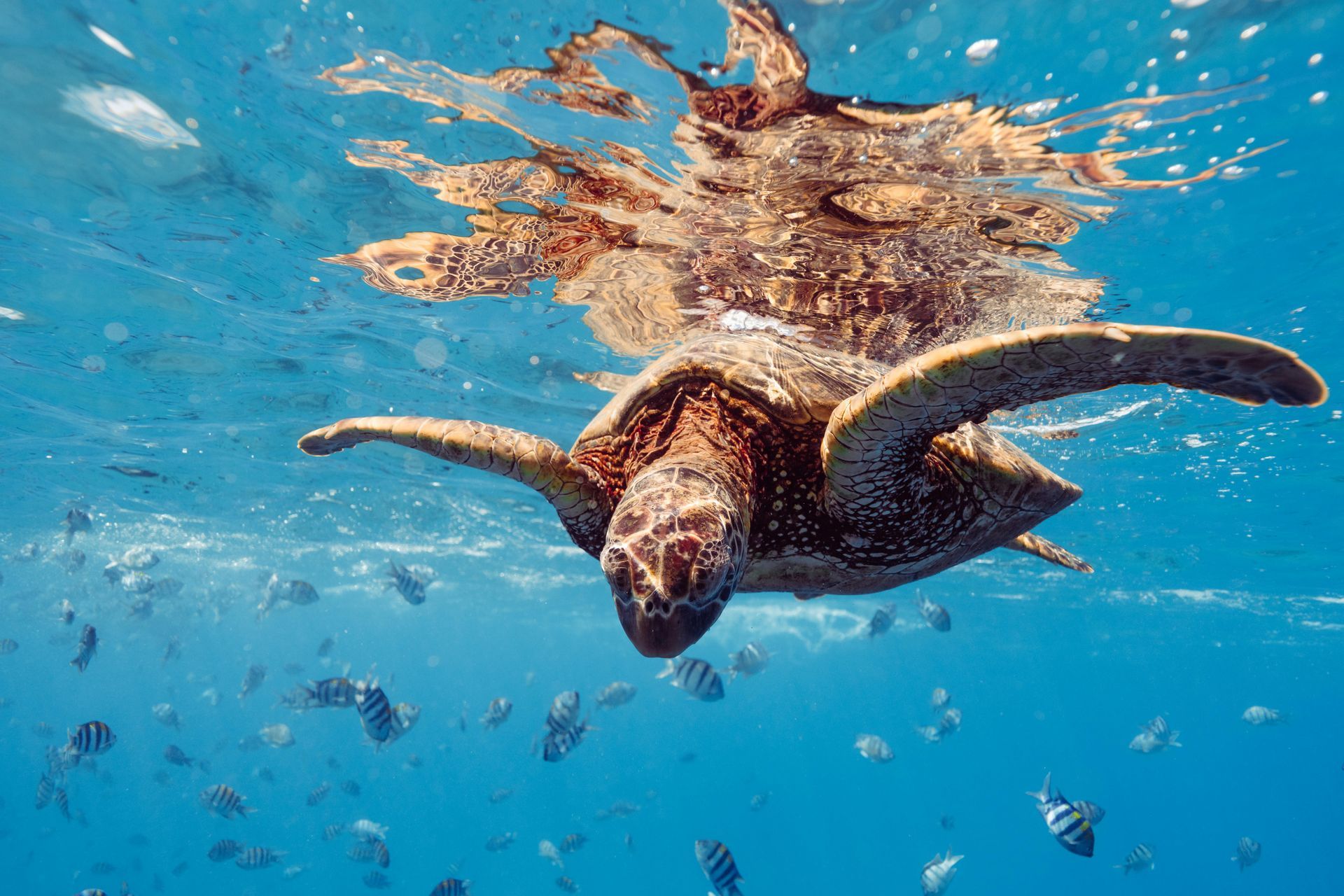 Turtle diving in crystal clear water of Oman