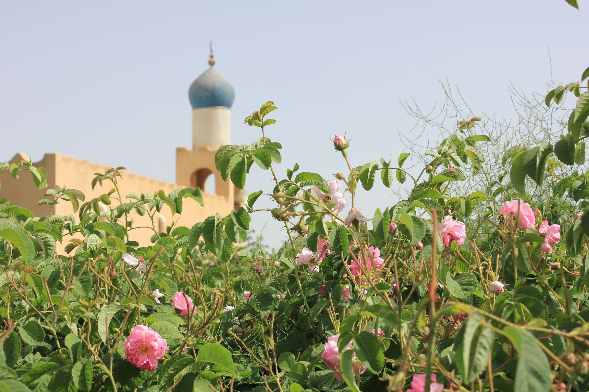 Damask Roses of Jebel Akhdar Oman