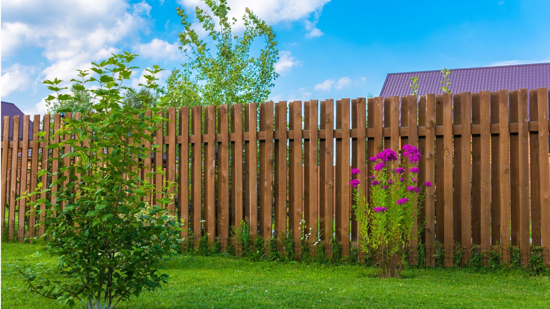 A wooden fence surrounds a lush green lawn in a backyard.