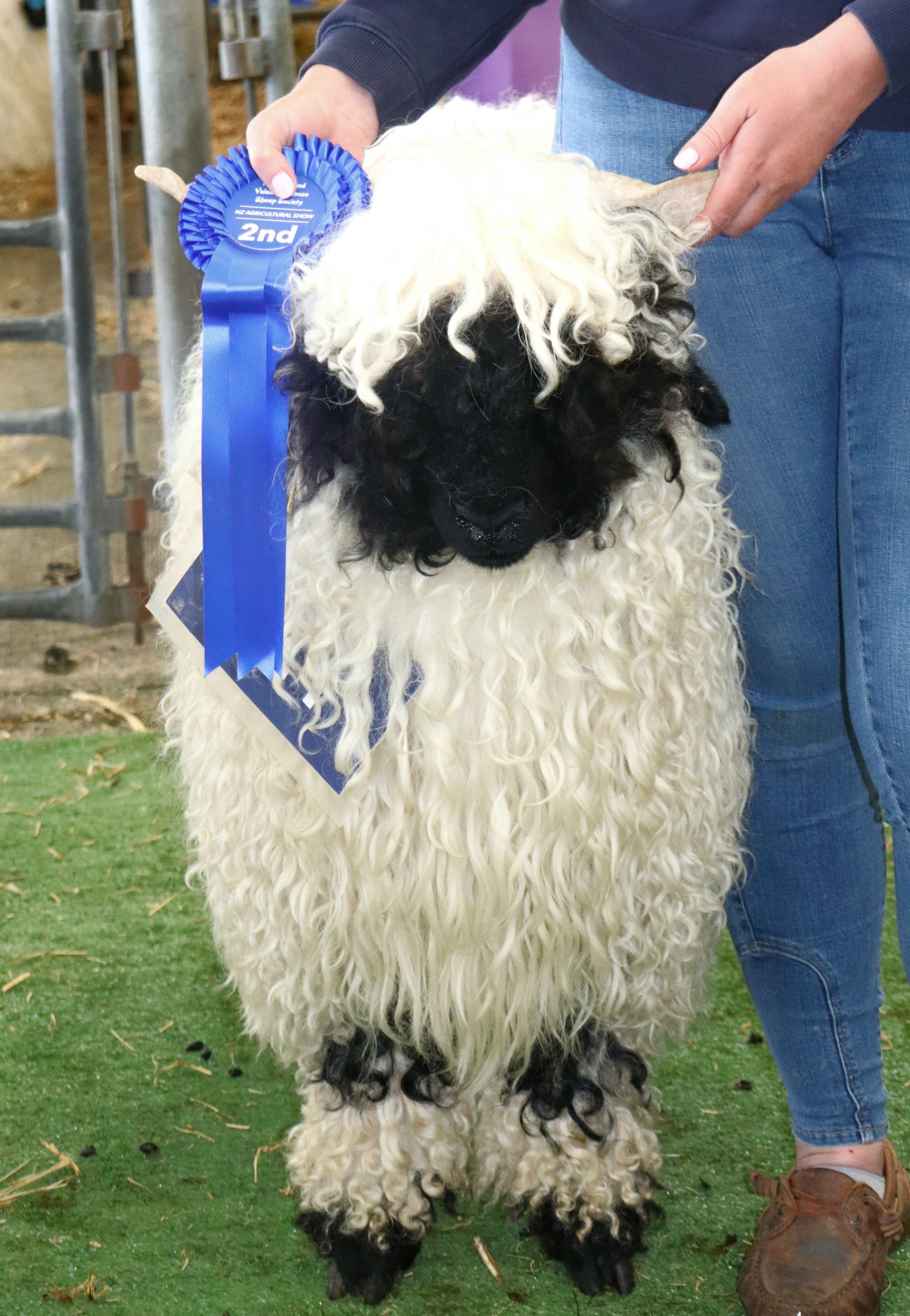 Parkdale Valais Blacknose Sheep New Zealand Ewes