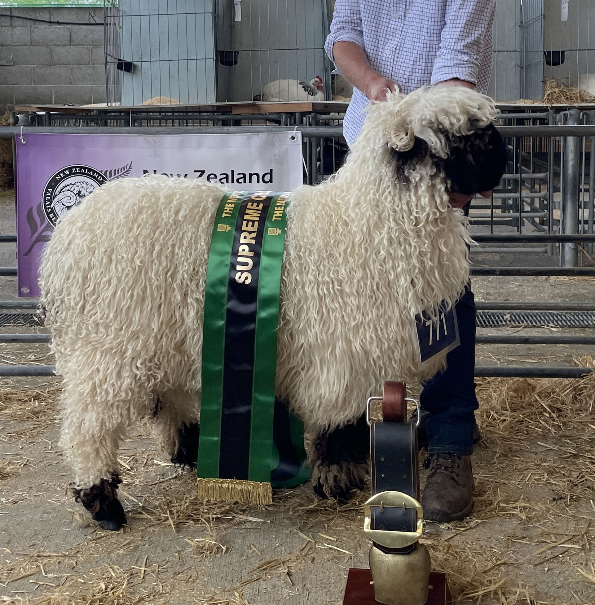 Parkdale Valais Blacknose Genetics Ewes NZ