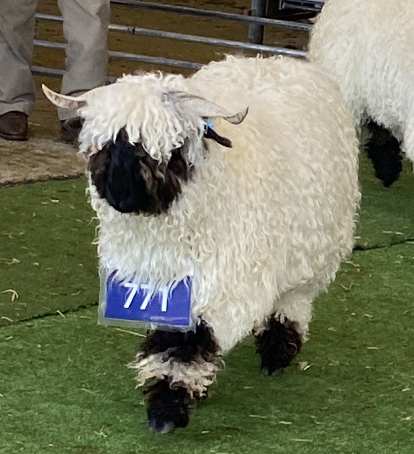 Parkdale Valais Blacknose Genetics Ewes NZ
