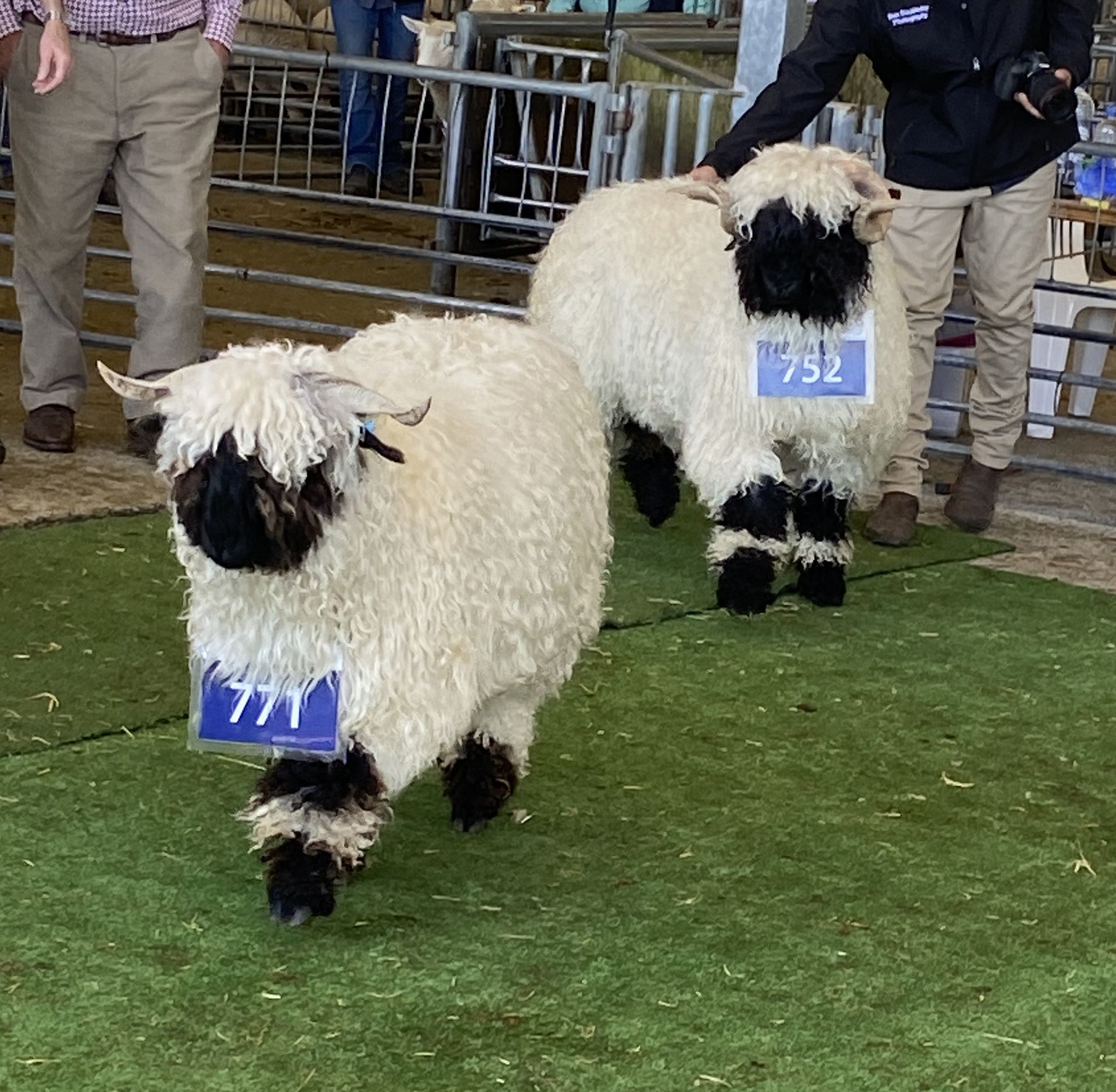 Parkdale Valais Blacknose Genetics Ewes NZ