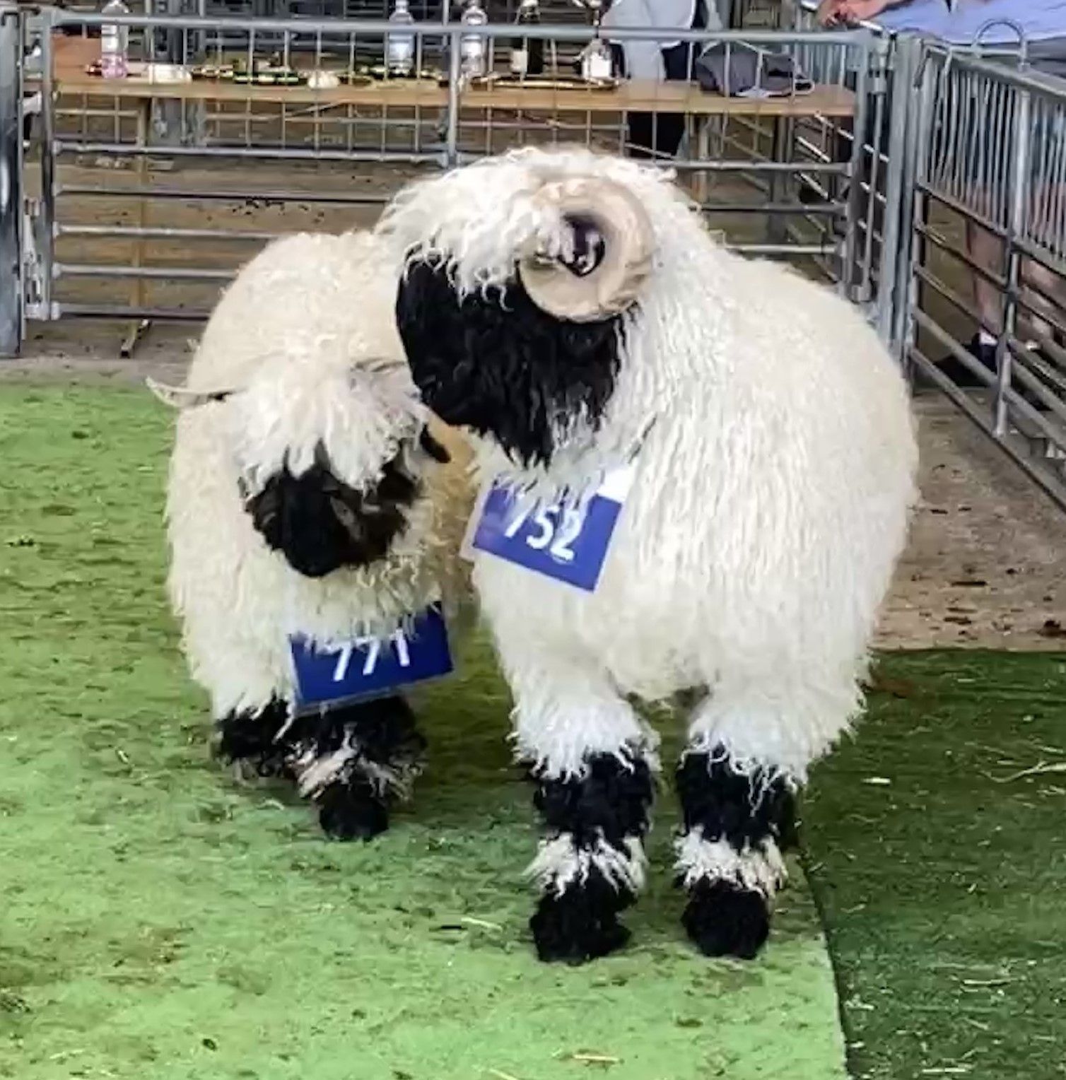 Champion Valais Blacknose Ram Reserve Supreme Champion Valais Blacknose Flynn