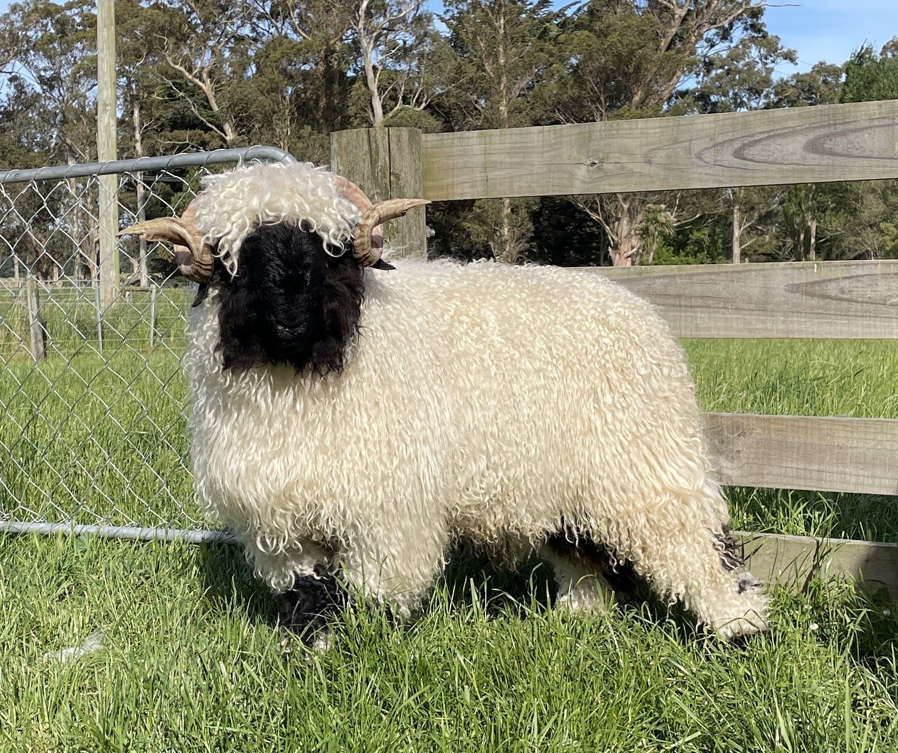 Champion Valais Blacknose Ram Reserve Supreme Champion Valais Blacknose Flynn