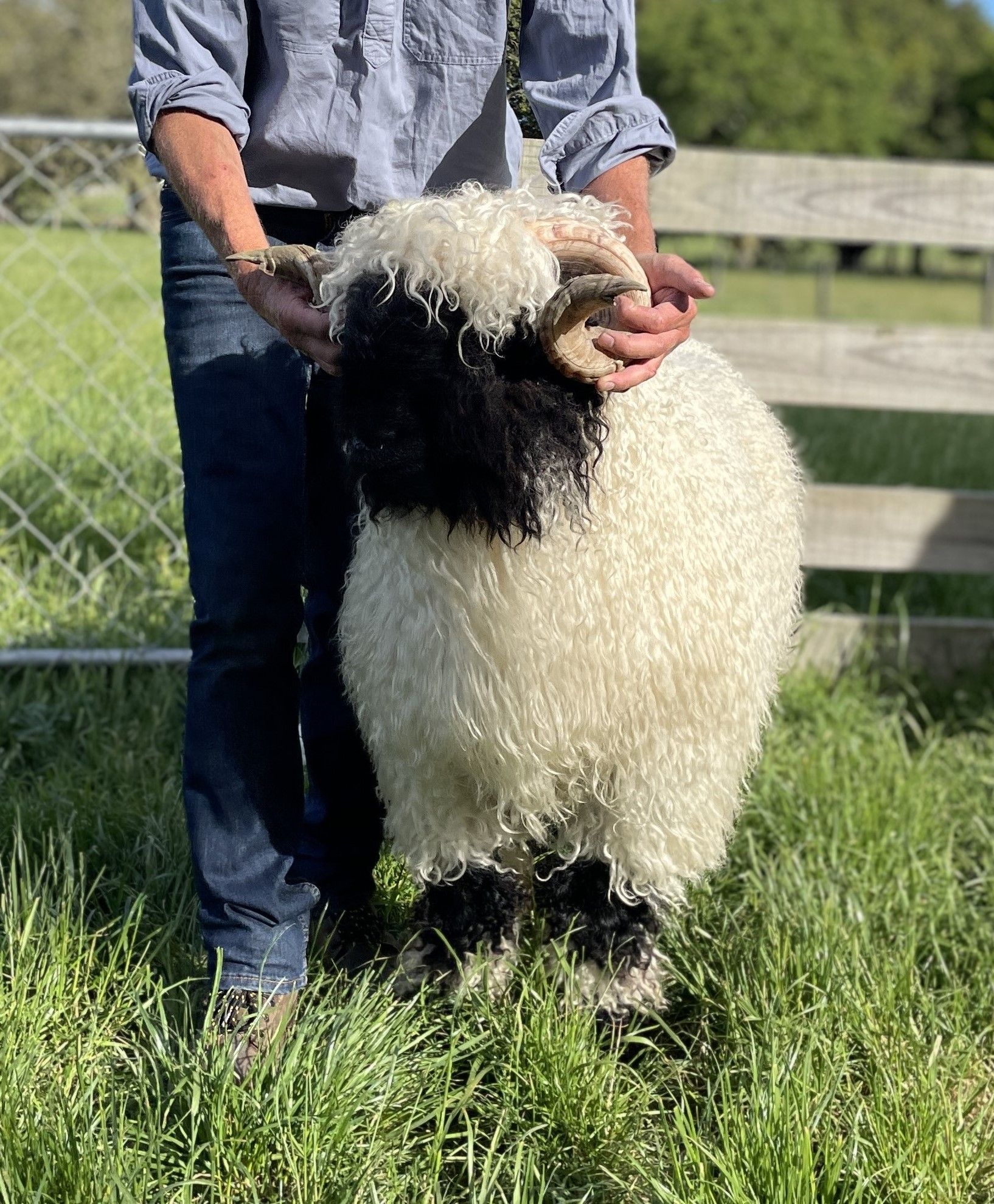 Champion Valais Blacknose Ram Reserve Supreme Champion Valais Blacknose Flynn