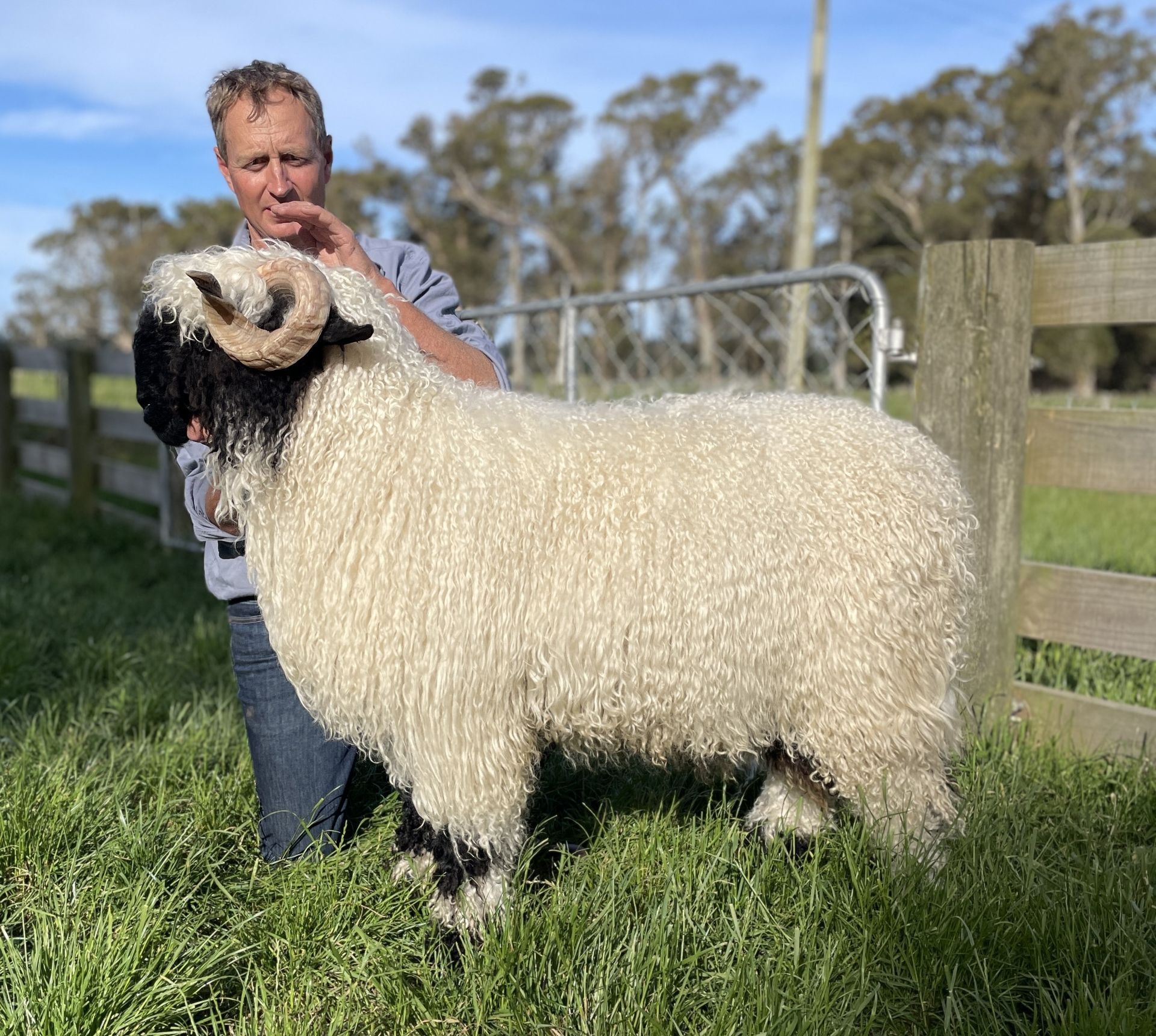 Champion Valais Blacknose Ram Reserve Supreme Champion Valais Blacknose Flynn