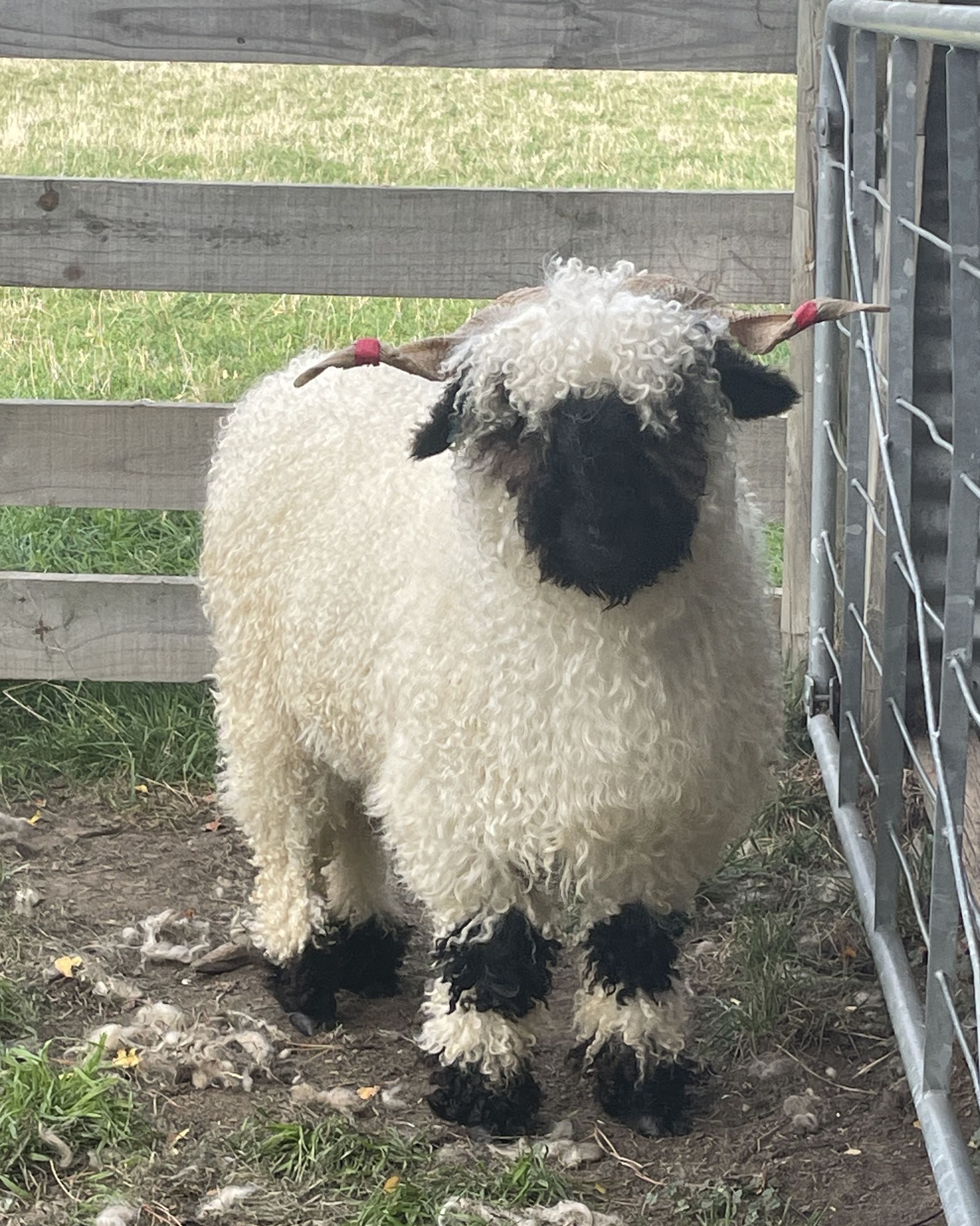 Parkdale Valais Blacknose Genetics Ewes NZ