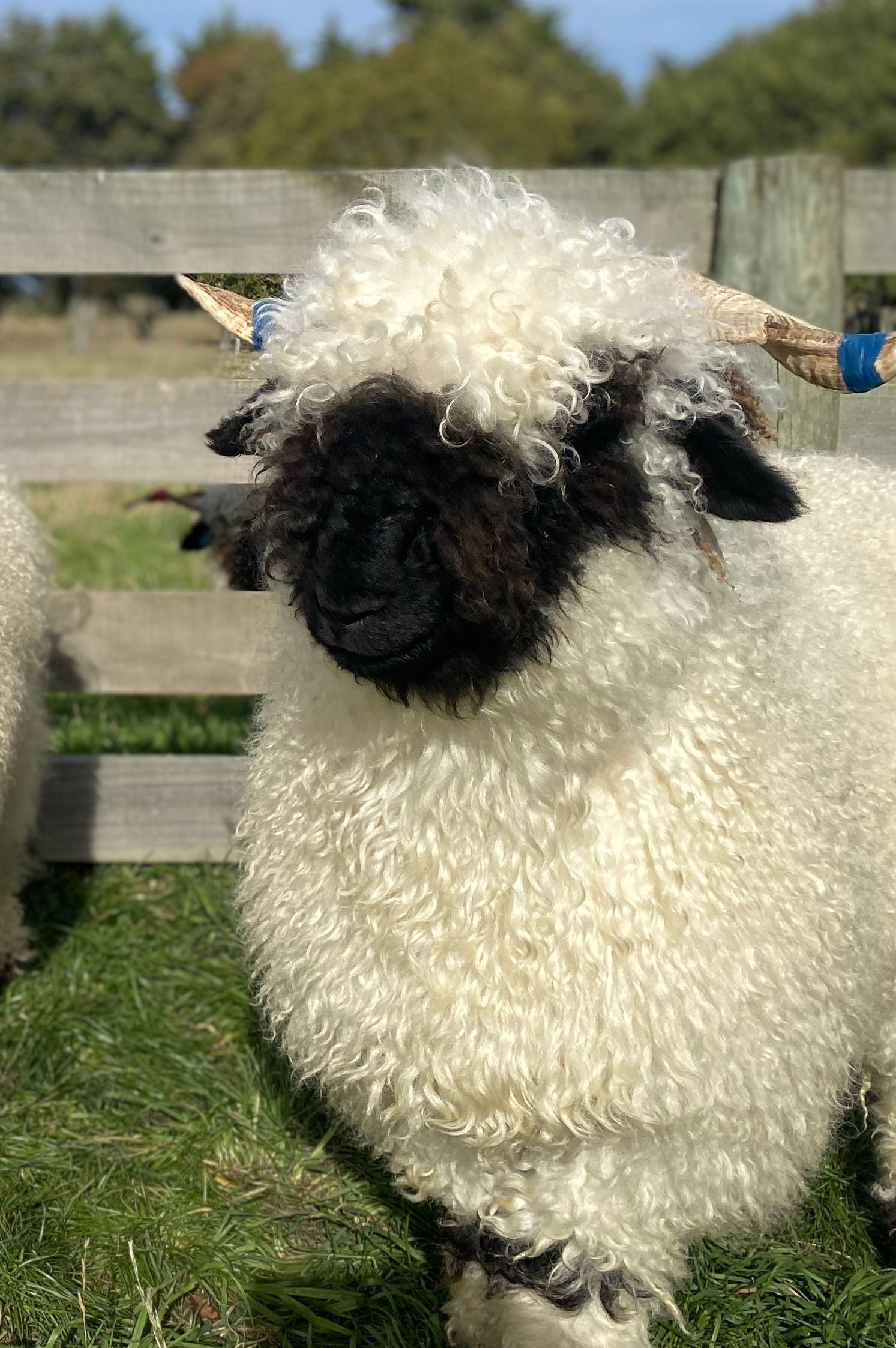 Parkdale Valais Blacknose Genetics Ewes NZ