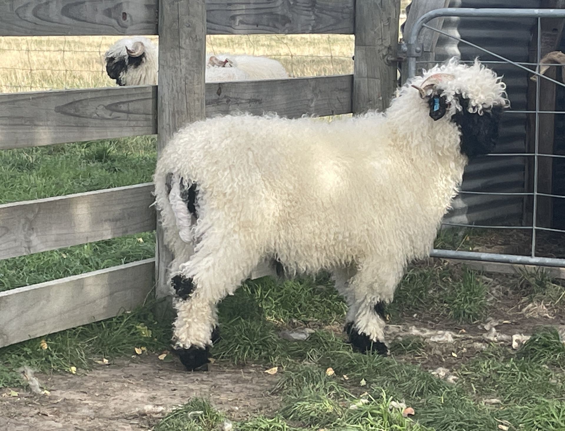 Parkdale Valais Blacknose Genetics Ewes NZ