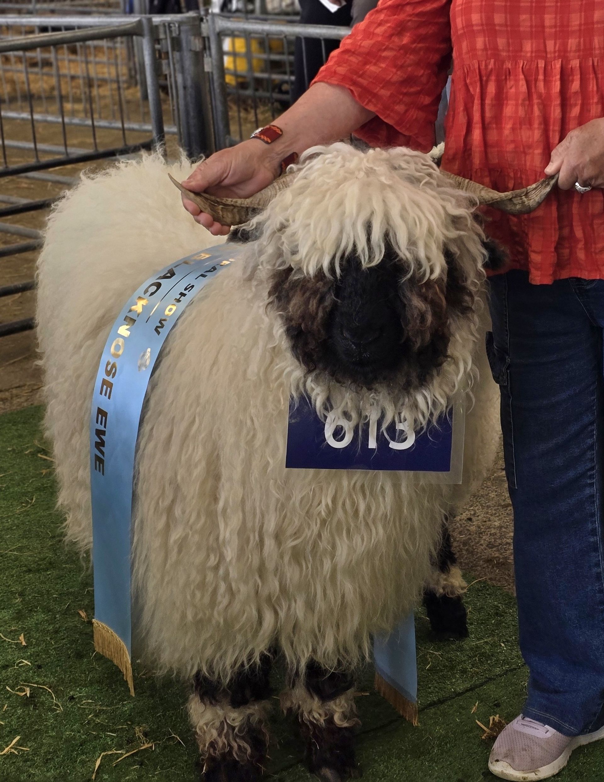 Parkdale Valais Blacknose Genetics Ewes NZ