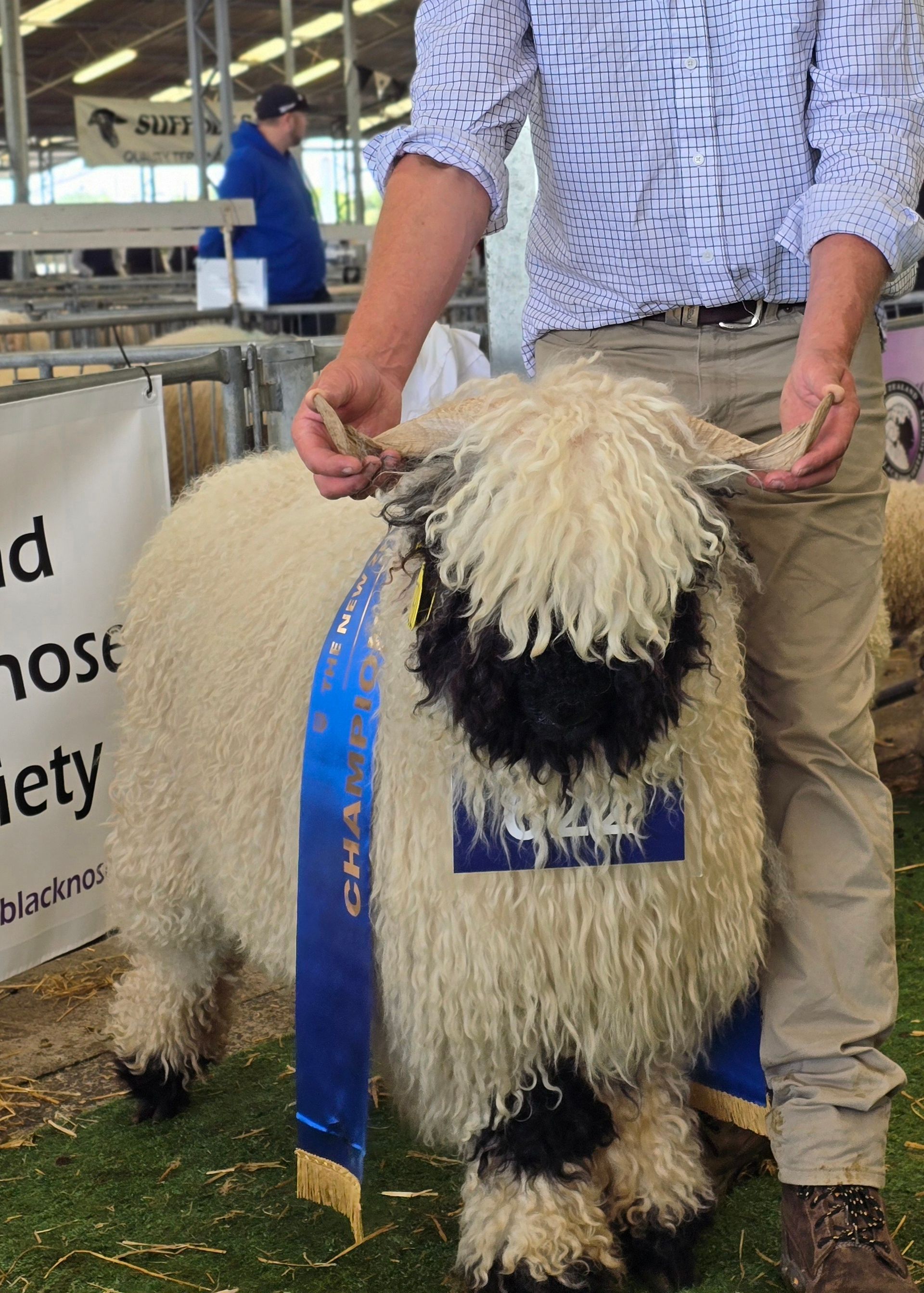Parkdale Valais Blacknose Our Genetics Ewes
