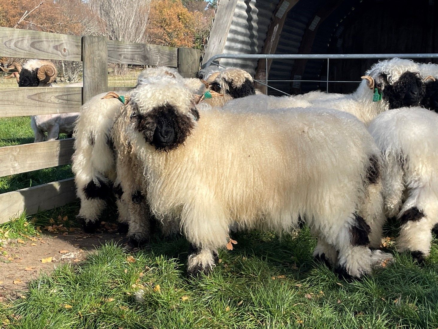 Parkdale Valais Blacknose Genetics Ewes NZ