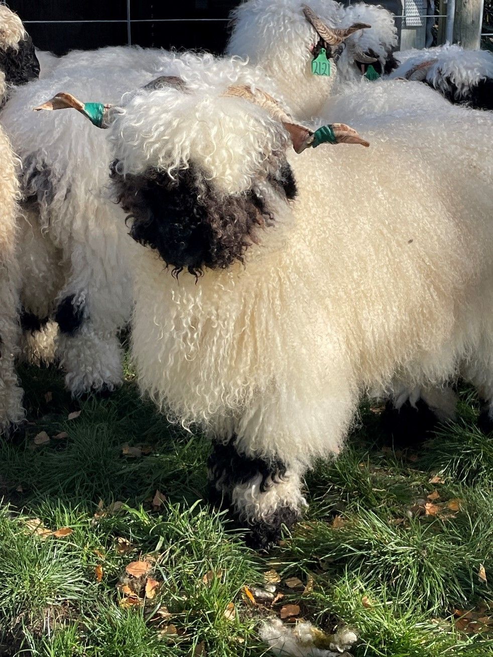 Parkdale Valais Blacknose Genetics Ewes NZ