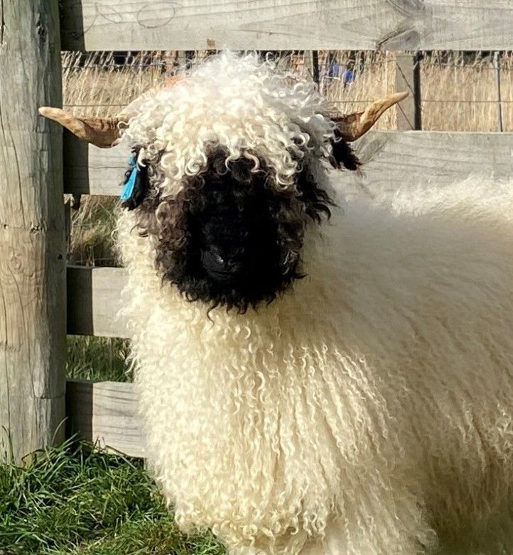 Parkdale Valais Blacknose Genetics Ewes NZ