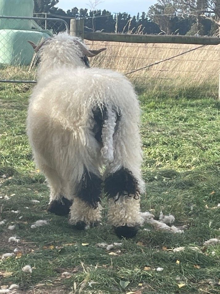 Parkdale Valais Blacknose Genetics Ewes NZ