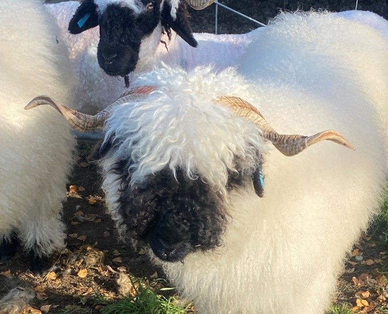 Parkdale Valais Blacknose Genetics Ewes NZ