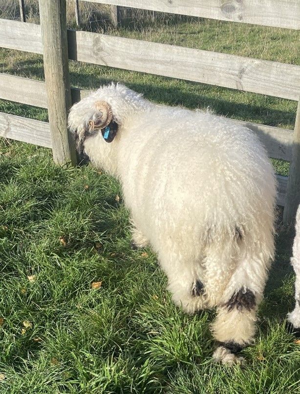 Parkdale Valais Blacknose Genetics Ewes NZ