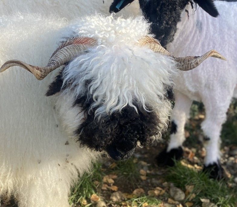 Parkdale Valais Blacknose Genetics Ewes NZ