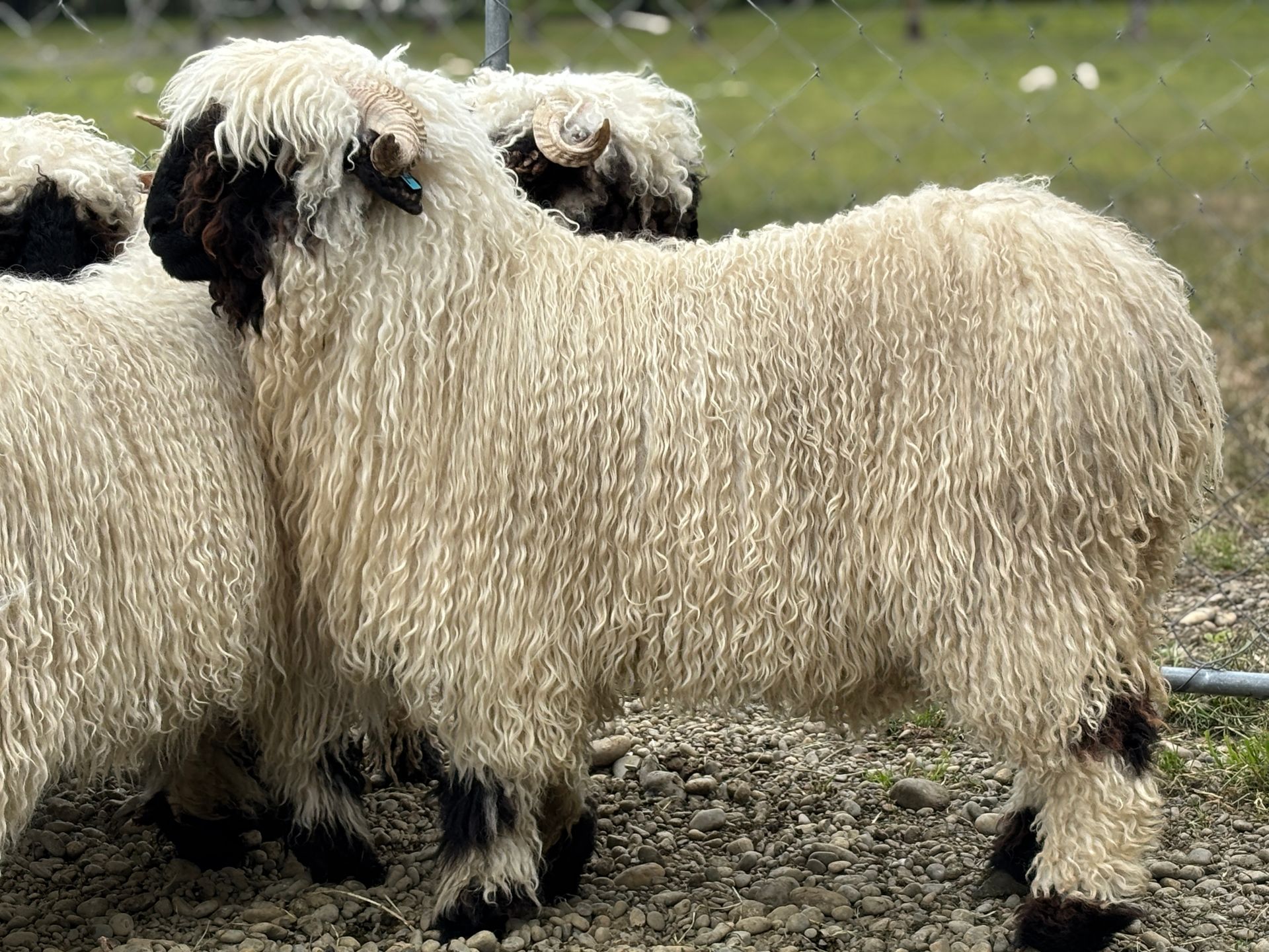 Parkdale Valais Blacknose Our Genetics Ewes