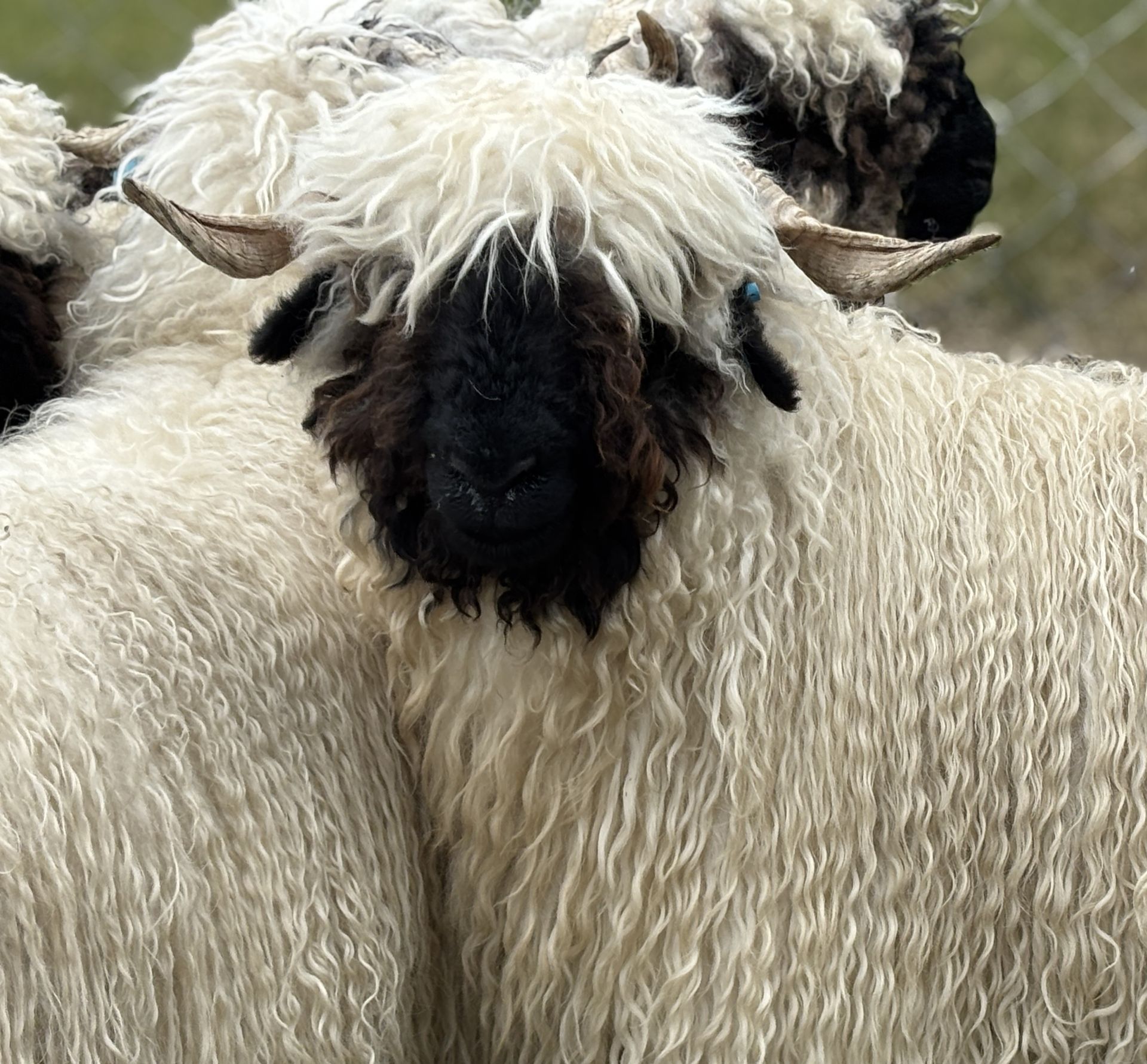 Parkdale Valais Blacknose Our Genetics Ewes