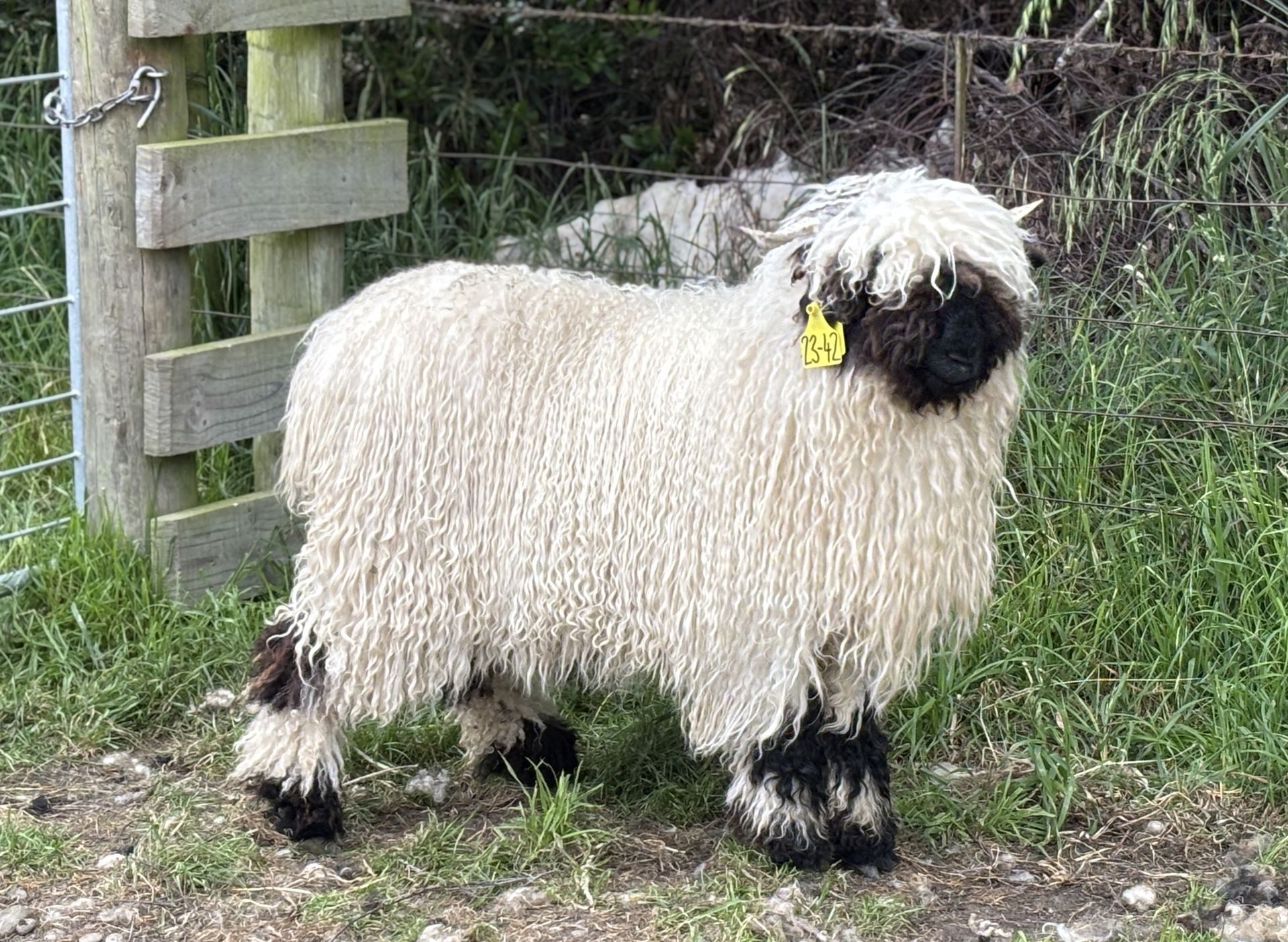 Parkdale Valais Blacknose Our Genetics Ewes