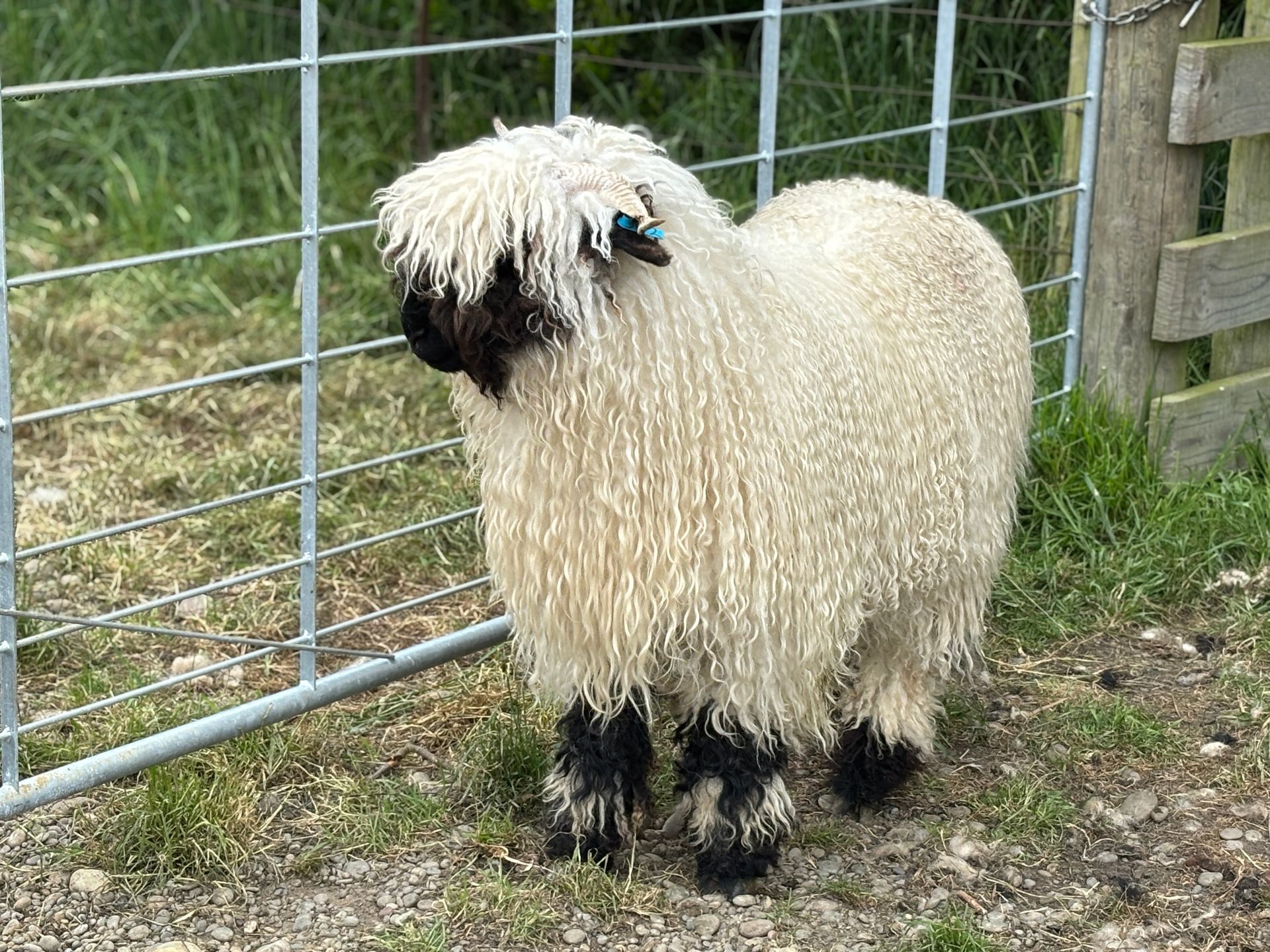 Parkdale Valais Blacknose Our Genetics Ewes