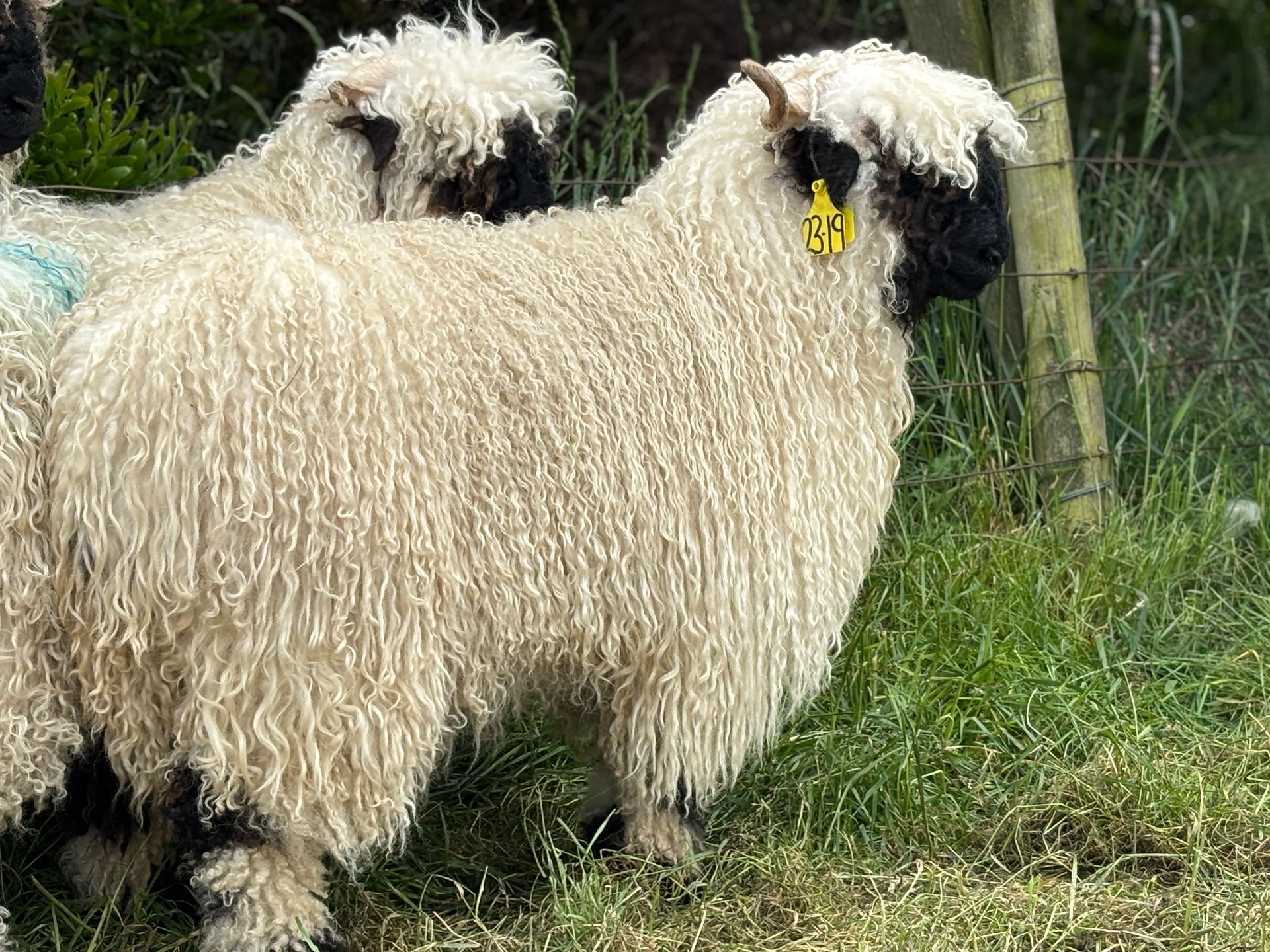Parkdale Valais Blacknose Our Genetics Ewes