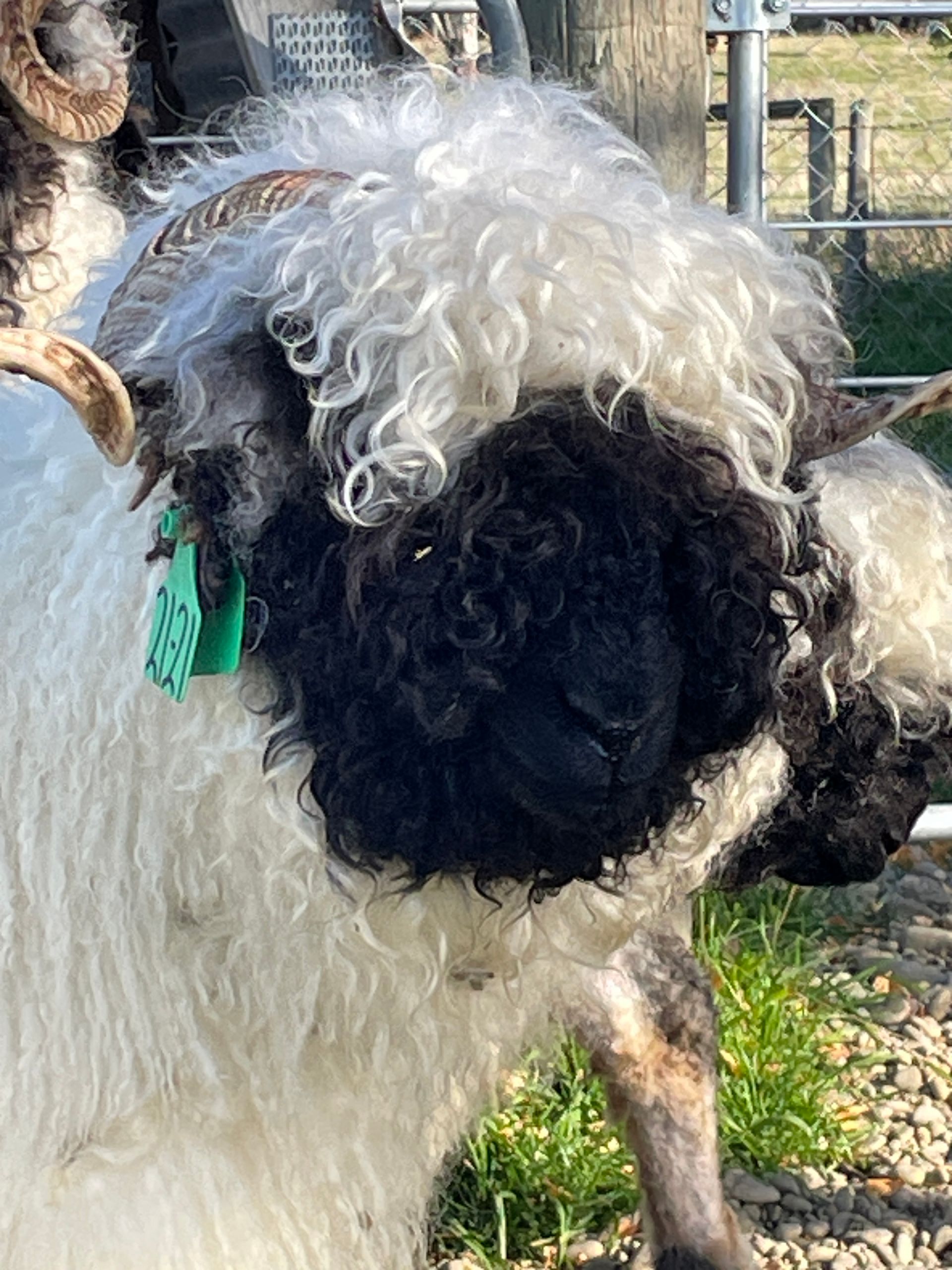 Parkdale Valais Blacknose Genetics Ewes NZ