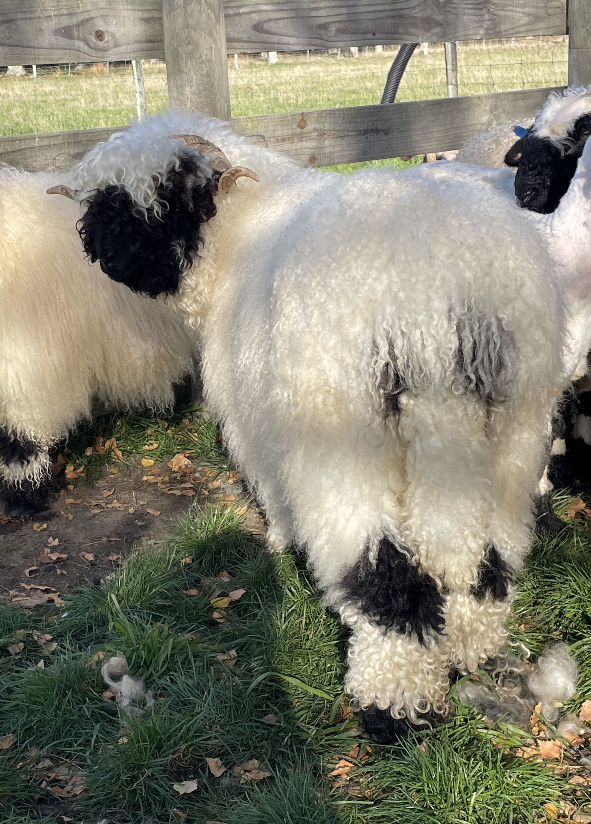 Parkdale Valais Blacknose Genetics Ewes NZ