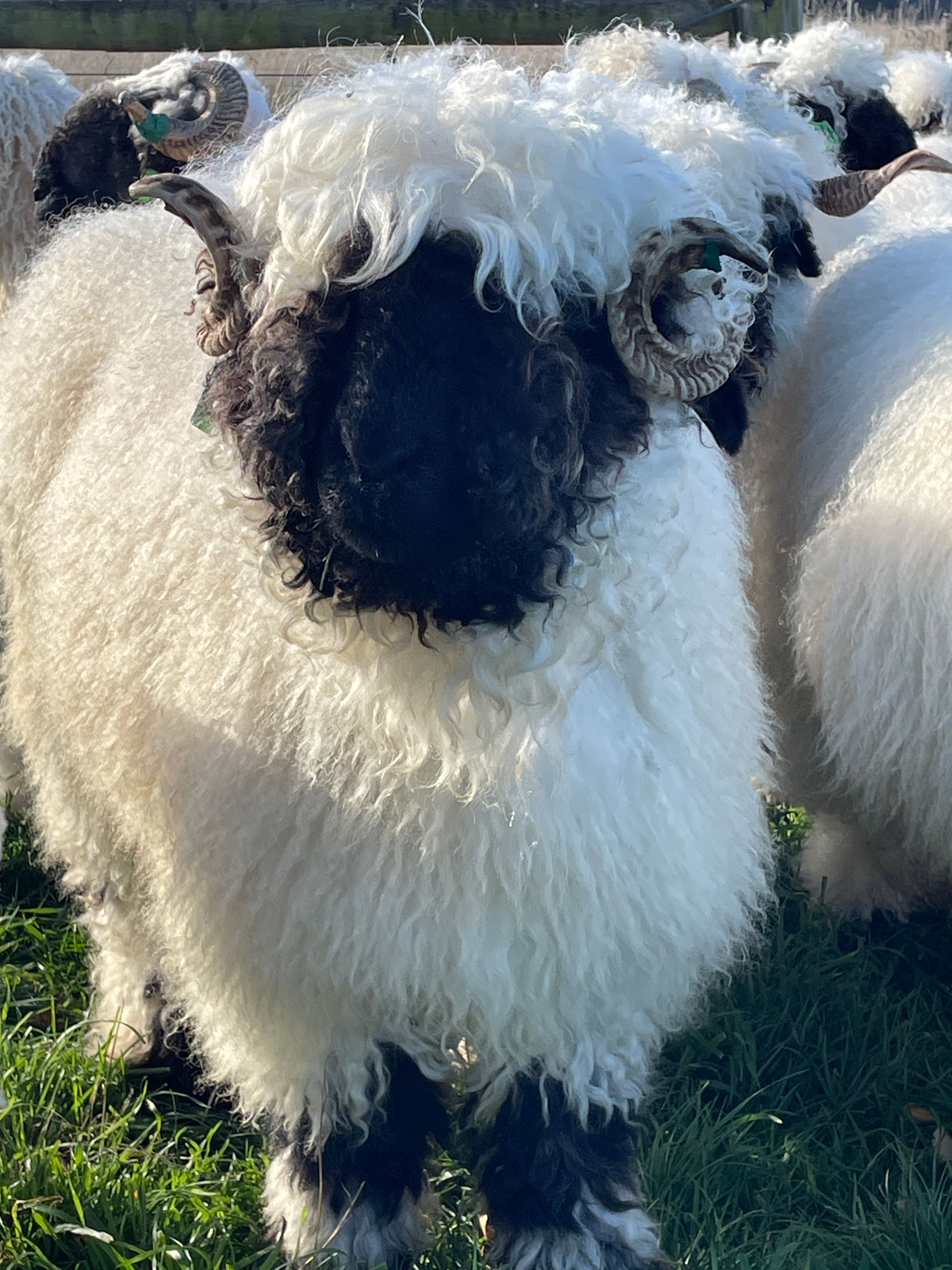 Parkdale Valais Blacknose Genetics Ewes NZ