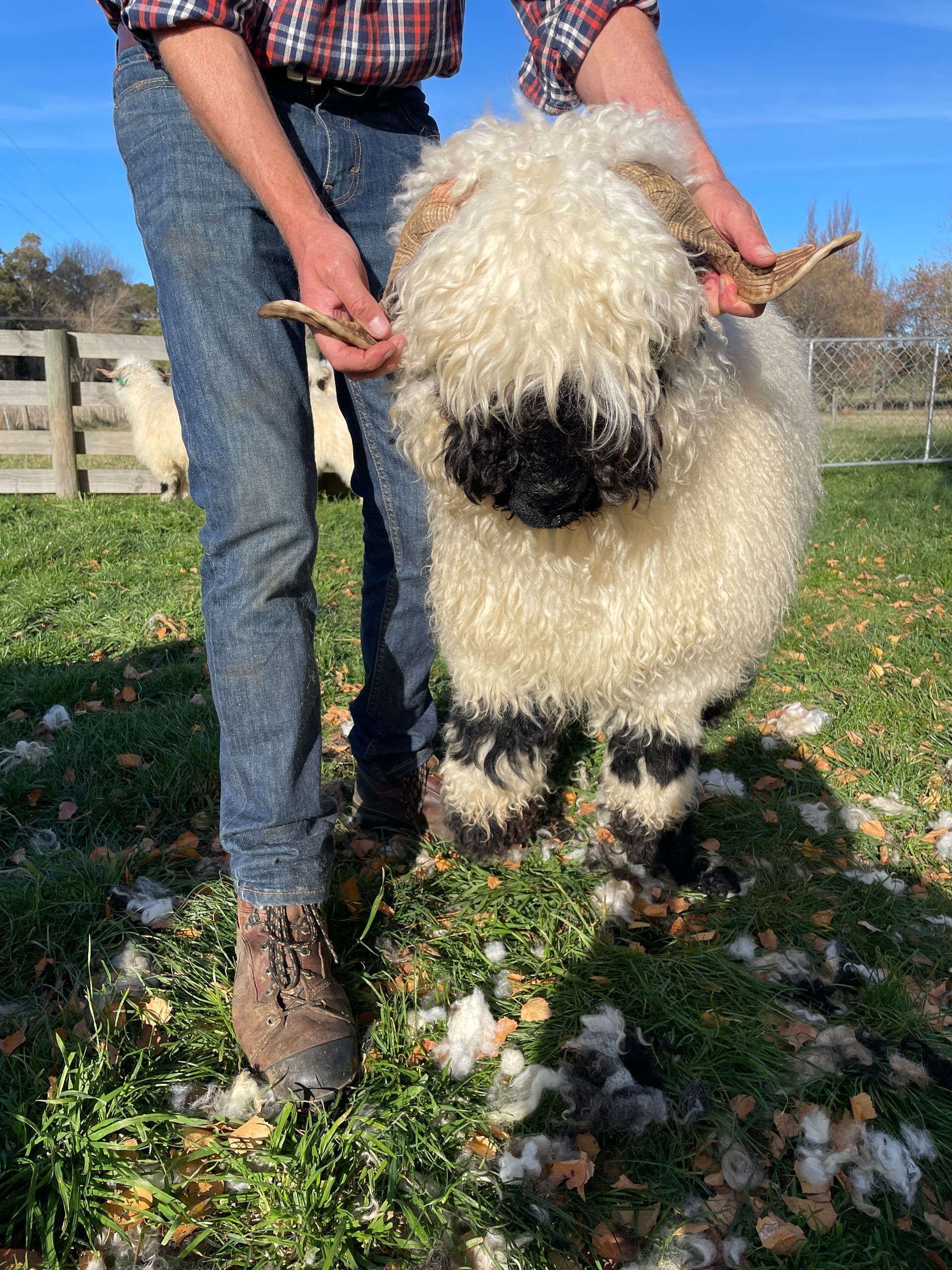 Parkdale Valais Blacknose Genetics Ewes NZ