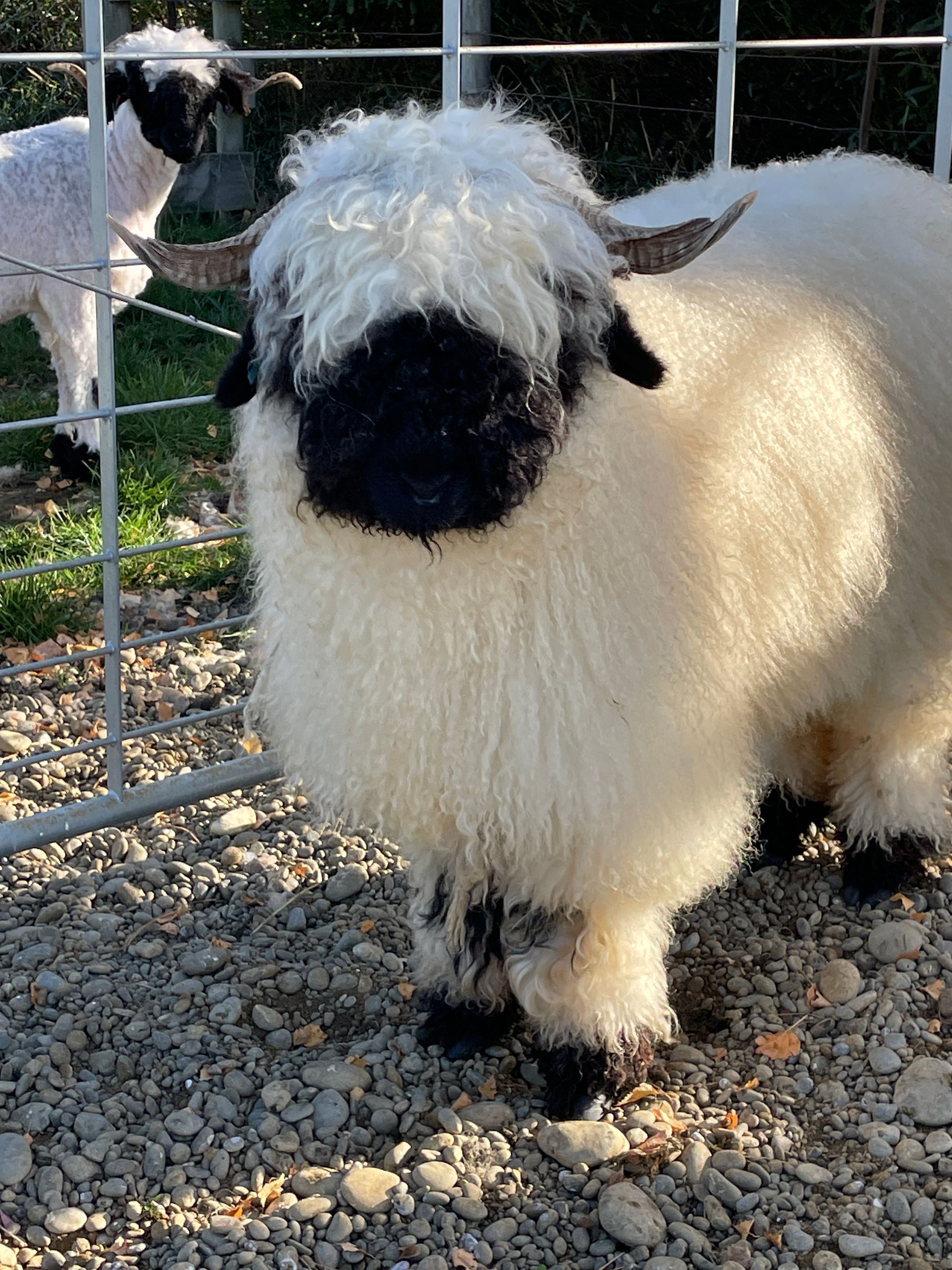 Parkdale Valais Blacknose Our Genetics Ewes