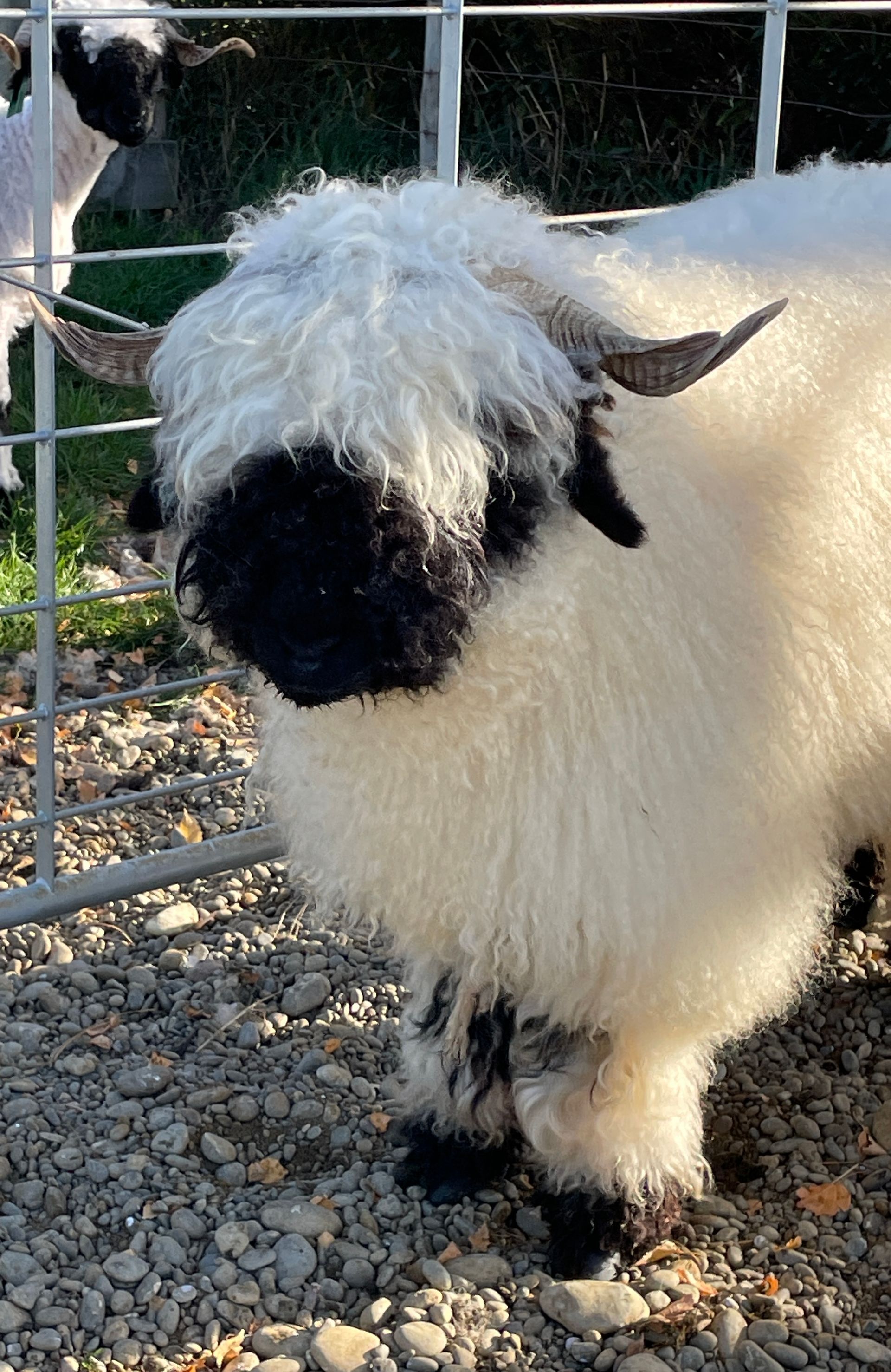 Parkdale Valais Blacknose Our Genetics Ewes