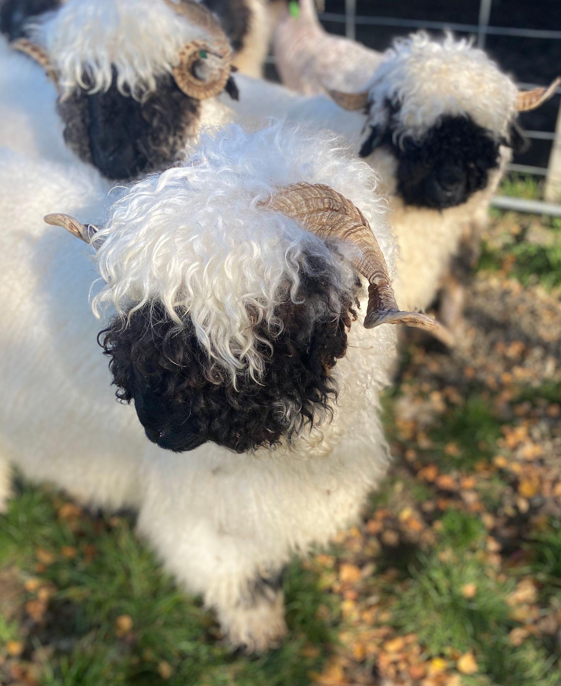 Parkdale Valais Blacknose Genetics Ewes NZ