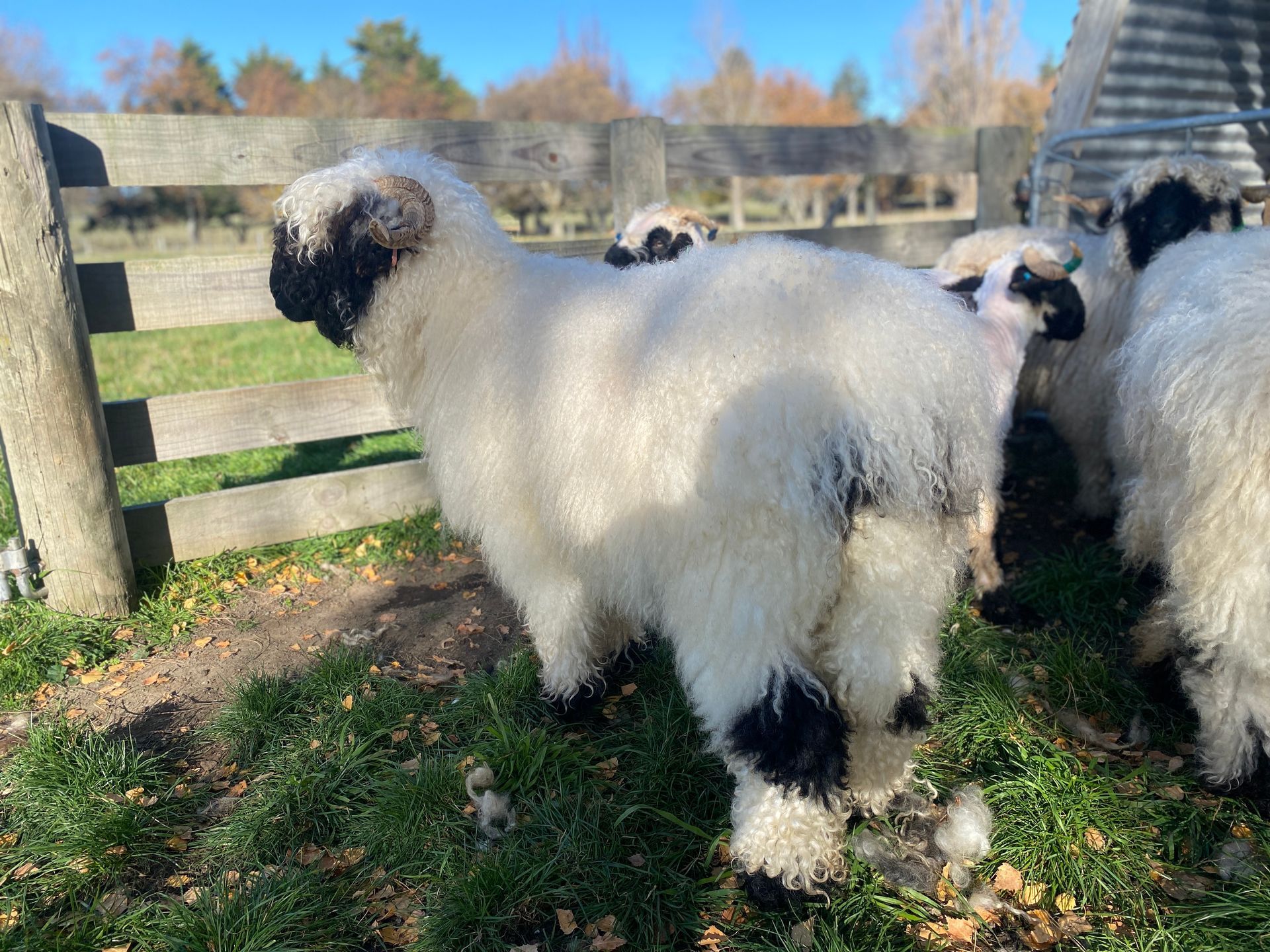 Parkdale Valais Blacknose Genetics Ewes NZ