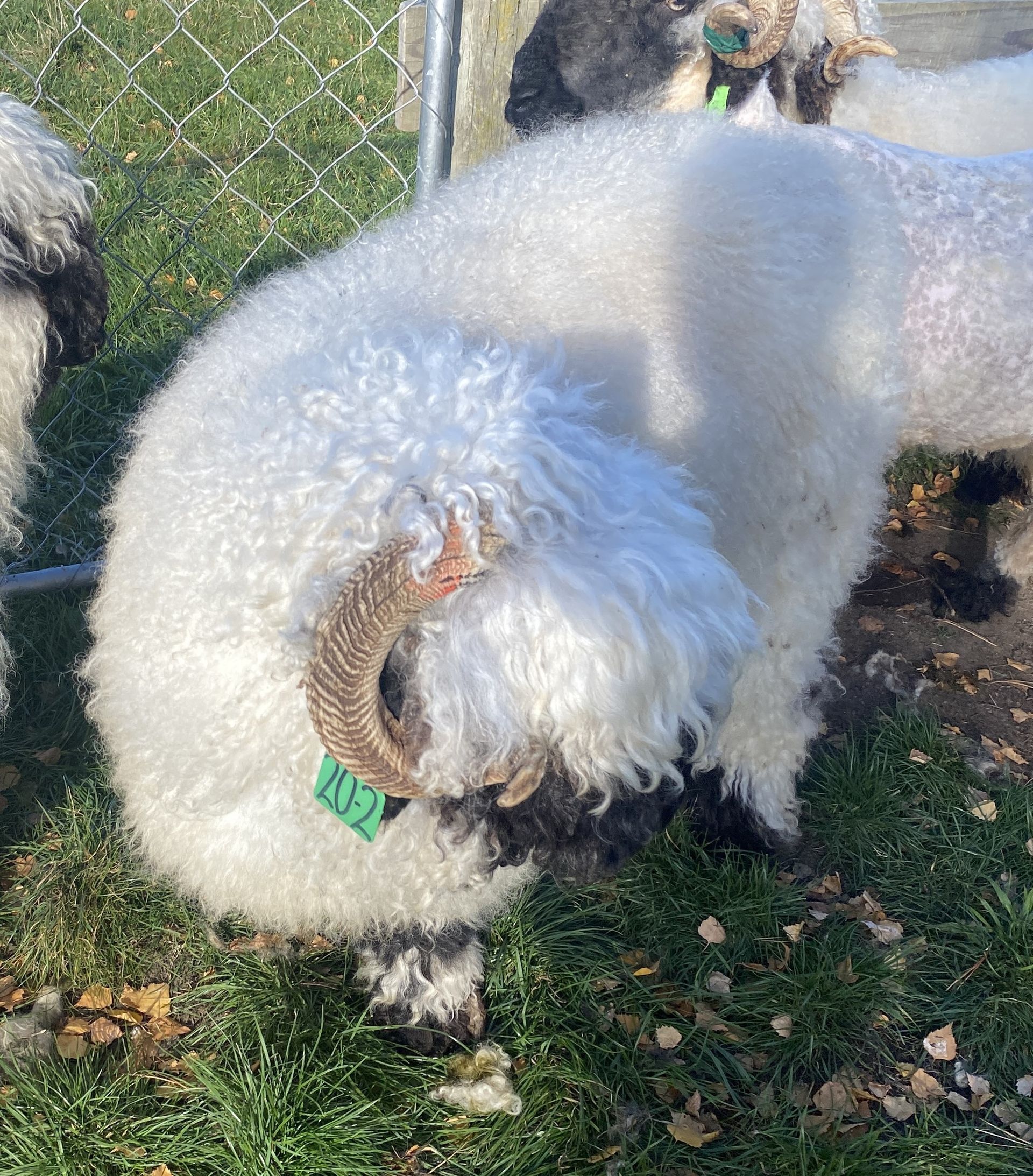 Parkdale Valais Blacknose Genetics Ewes NZ